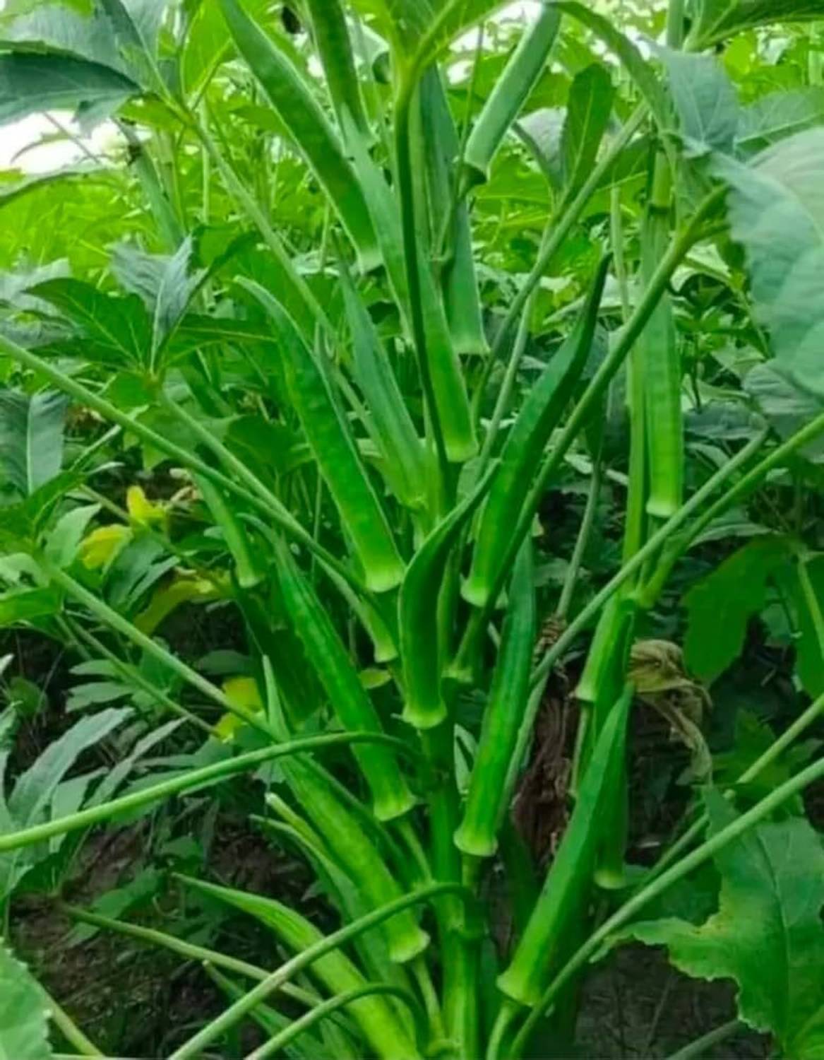 AMAJIT F1 Hybrid Okra seeds,Lady finger seeds,Bhindi seeds,Dherosh er beej, Seed
