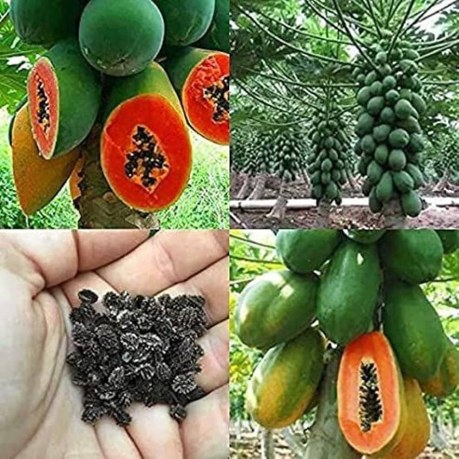 AMAJIT Hybrid papaya seeds for home garden Seed