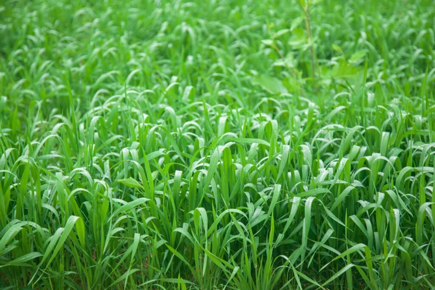 BISWAS Grass seeds for cow farming, Best grass seeds for cow Seed