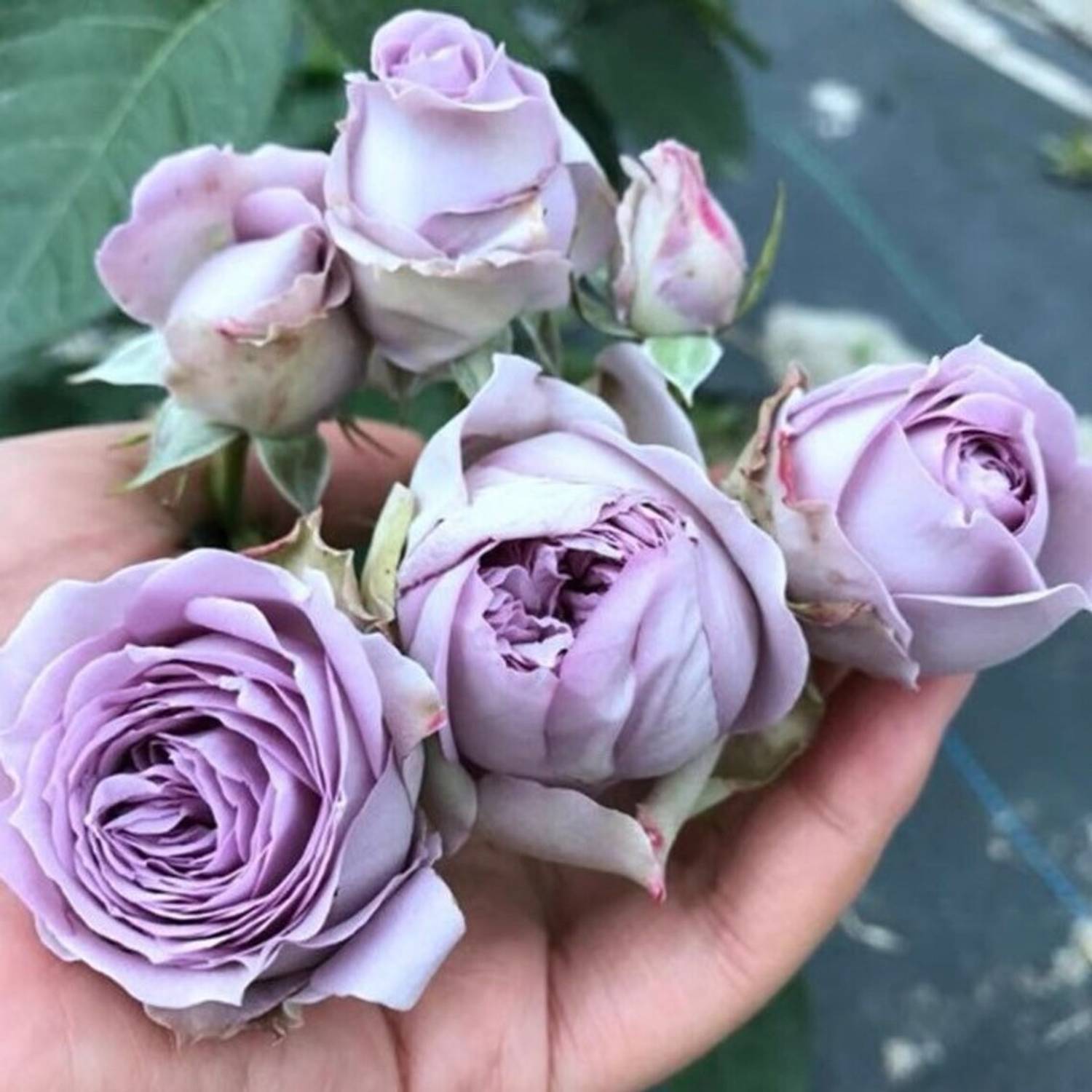 WILLVINE Rose “Blue Pompom/Kinda Blue” Rose Climbing Seed Price in