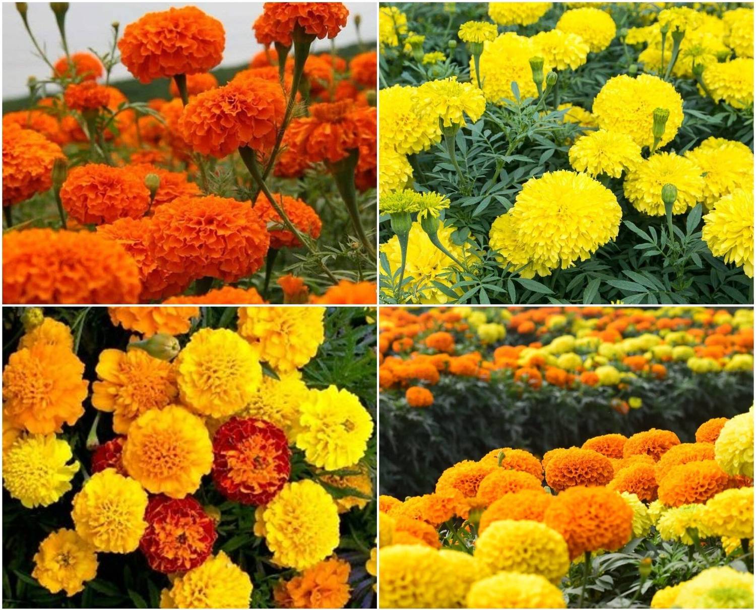 Arshiayat marigold flower seeds hybrid mix Seed