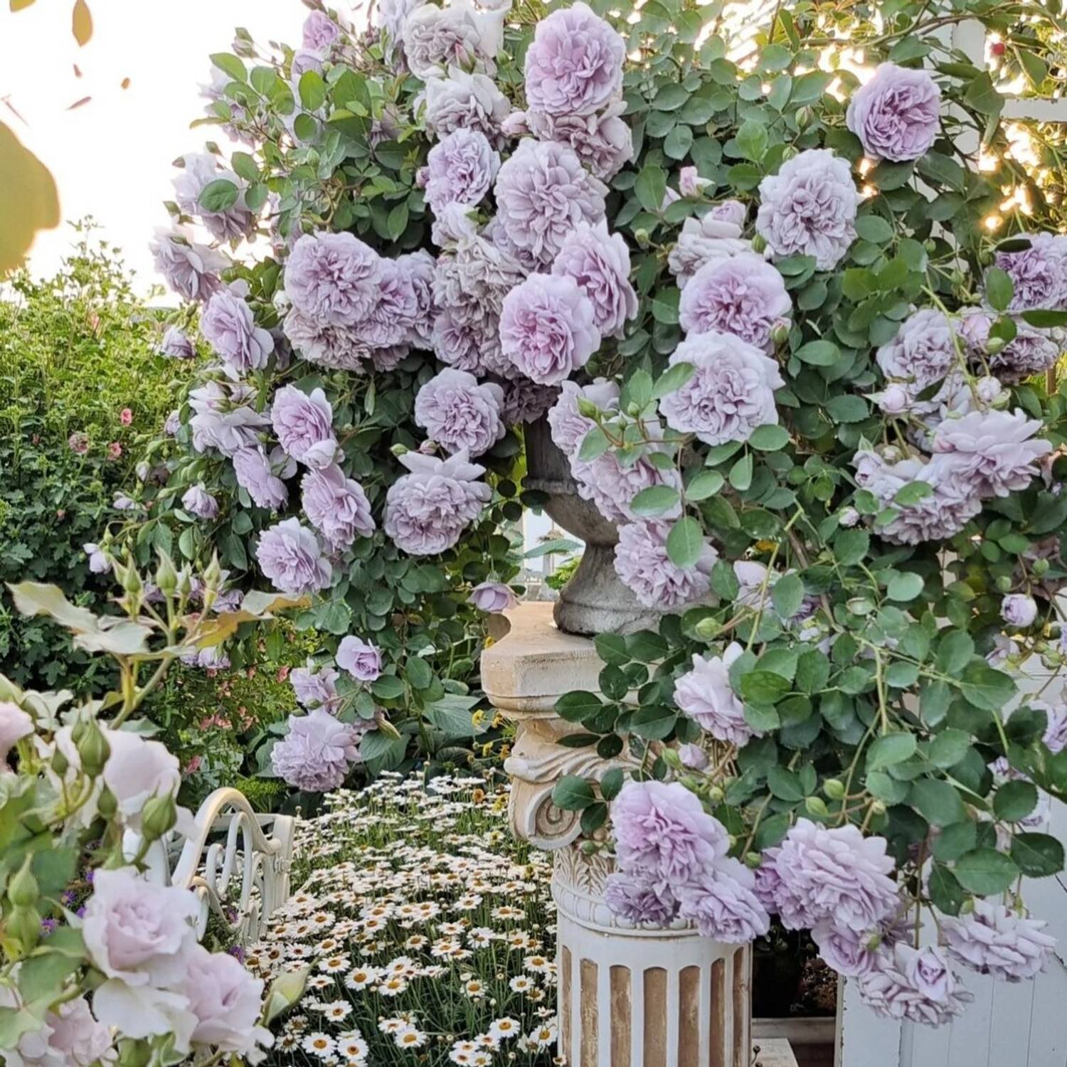 WILLVINE Rose “Rainy Blue” Japanese Rose Blue Climbing Seed Price