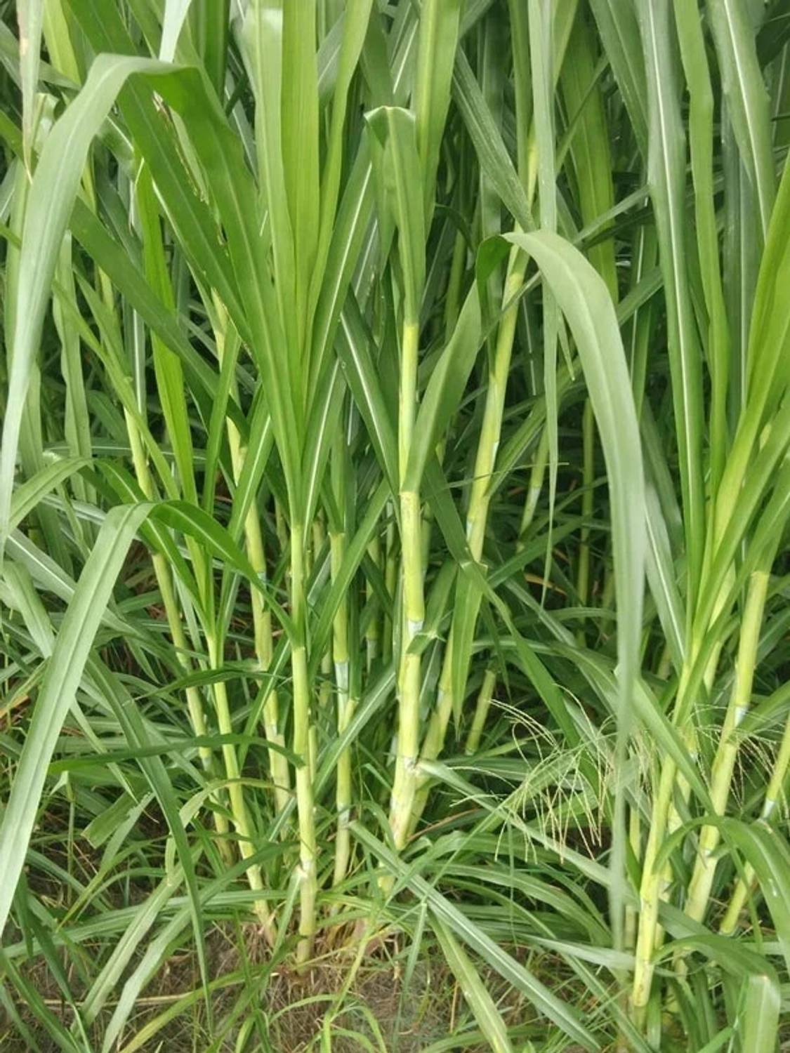 Arshiayat super naiper grass Strick Seed
