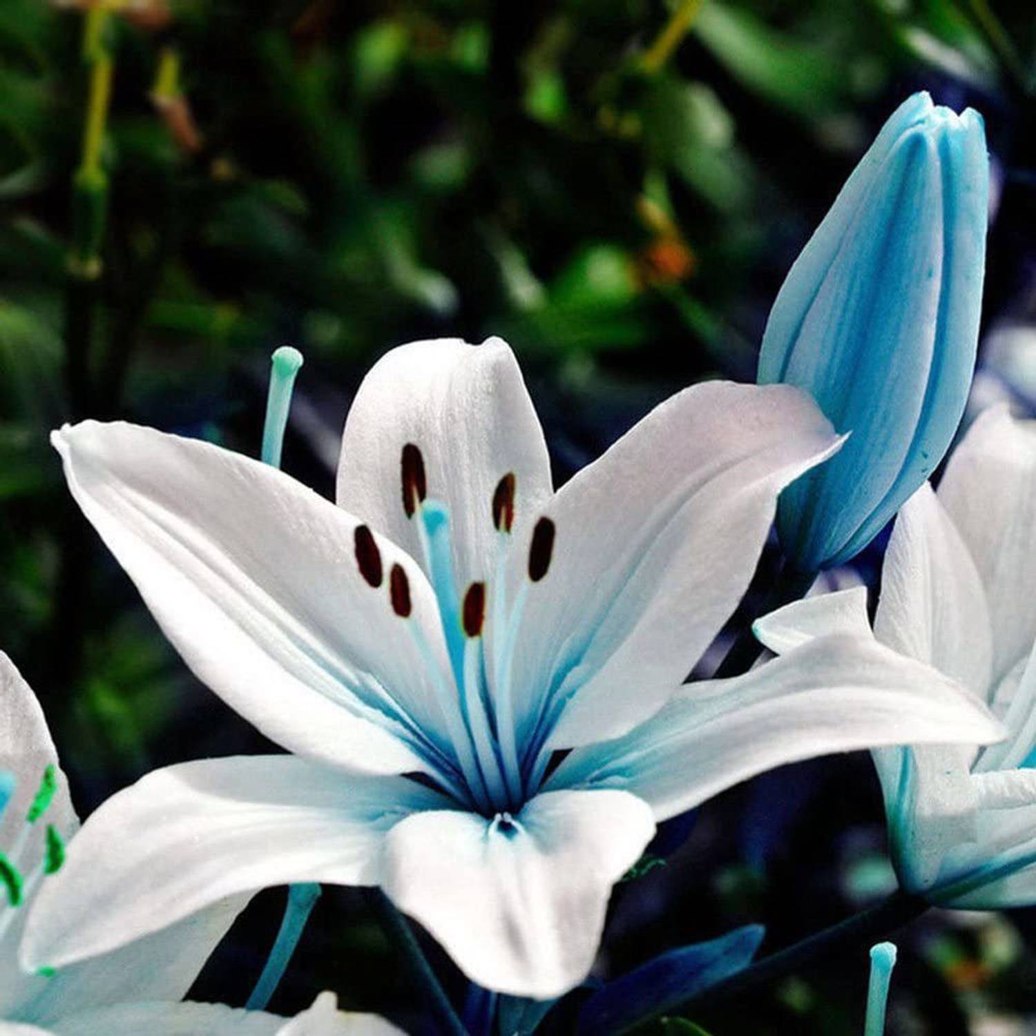 WILLVINE XLL-27 Blue Rare Lily Seeds Seed Price in India - Buy