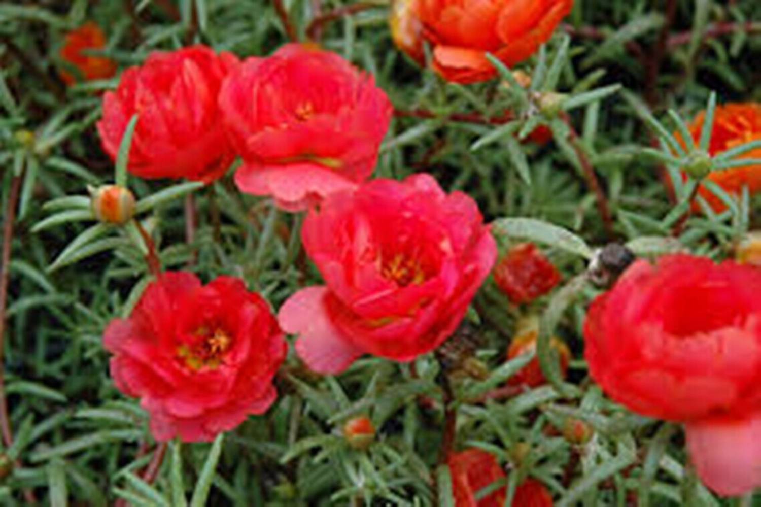 AGRYSO Red Portulaca Grandiflora Seed, Moss Rose Flower, Natural Seed