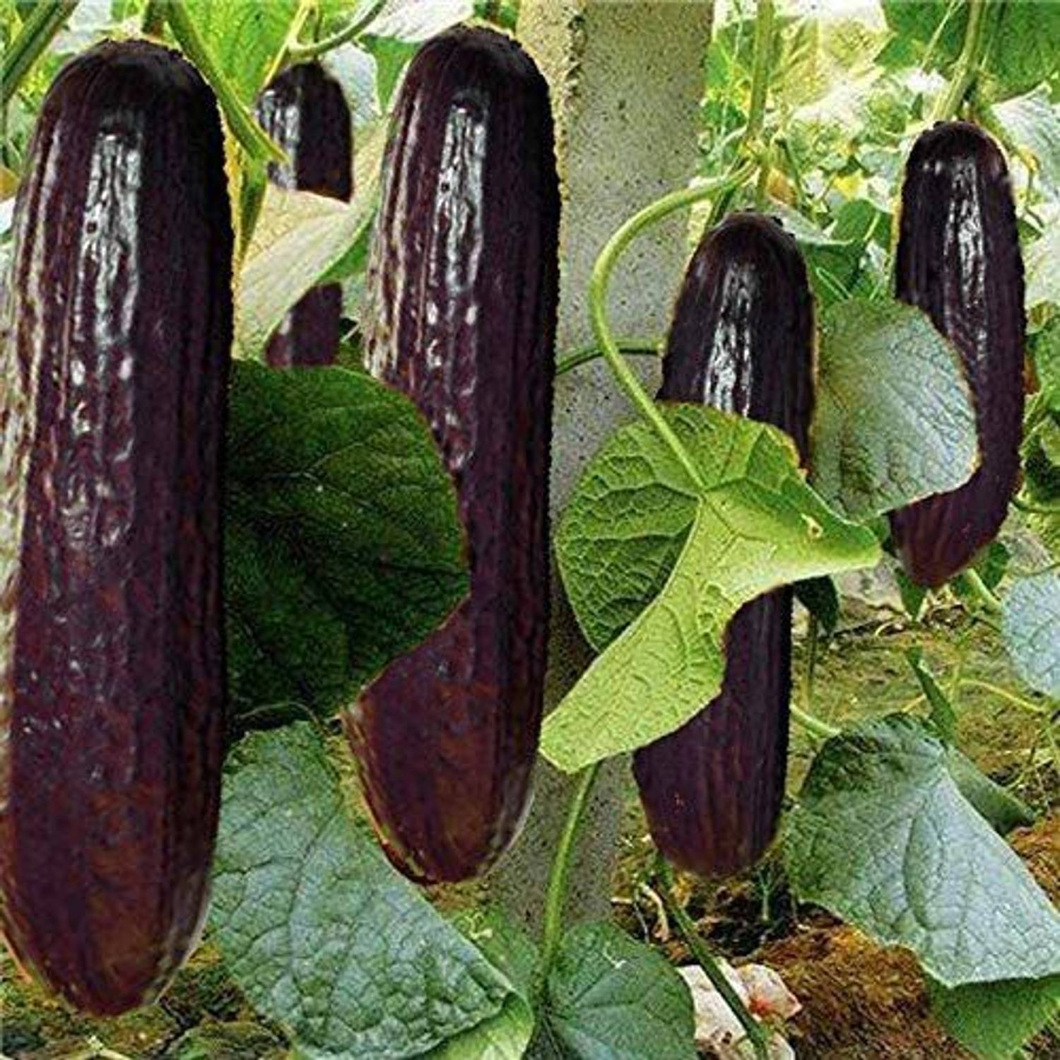 よ*。品 CYBEXIS Very Rare Black Cucumber Japanese Long Cucumber Seeds1000