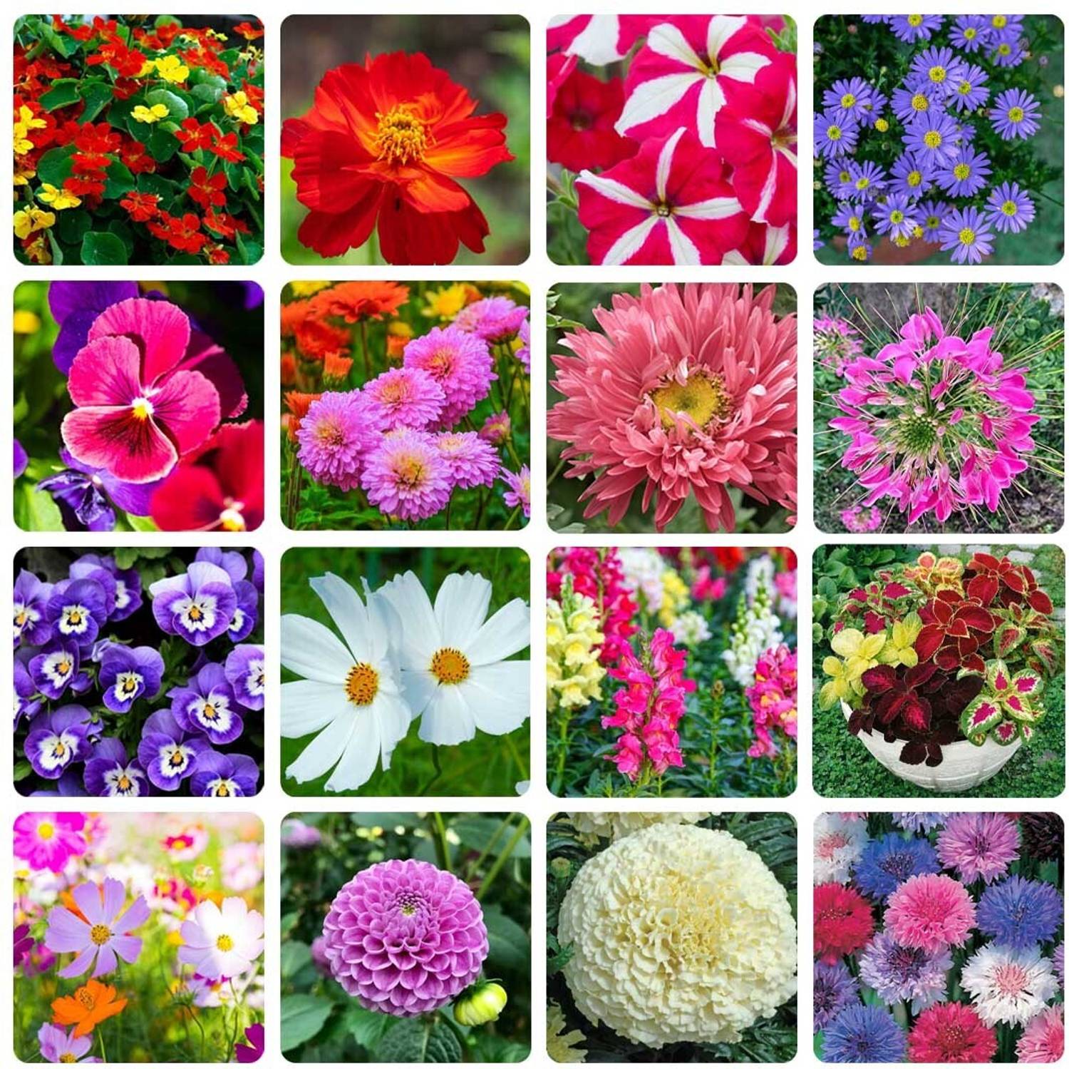 Pbevergreen Winter Season Flower Seeds Combo Pack Seed