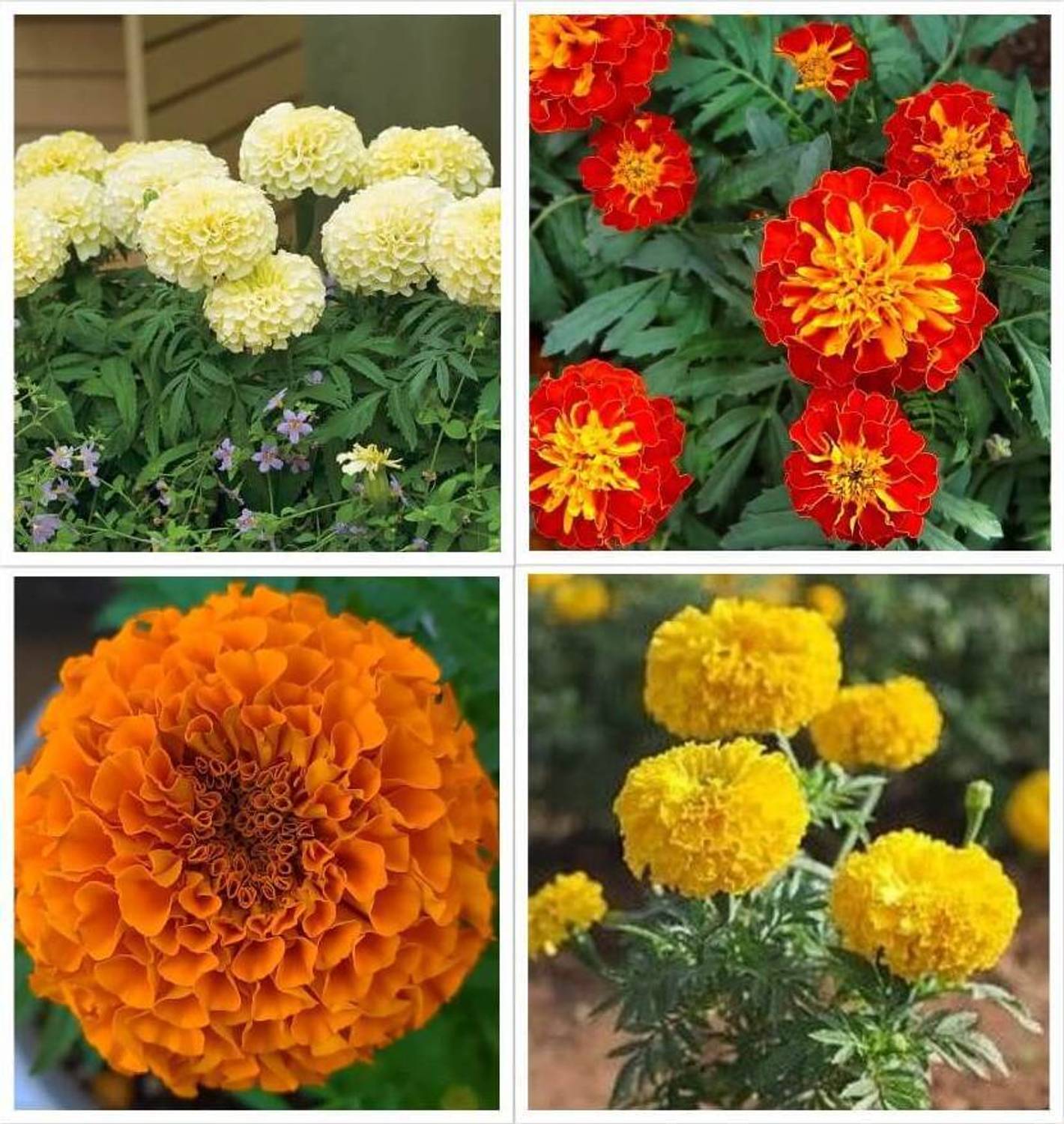 AMAJIT Marigold Flower Seeds, Hybrid Genda Mix Seed