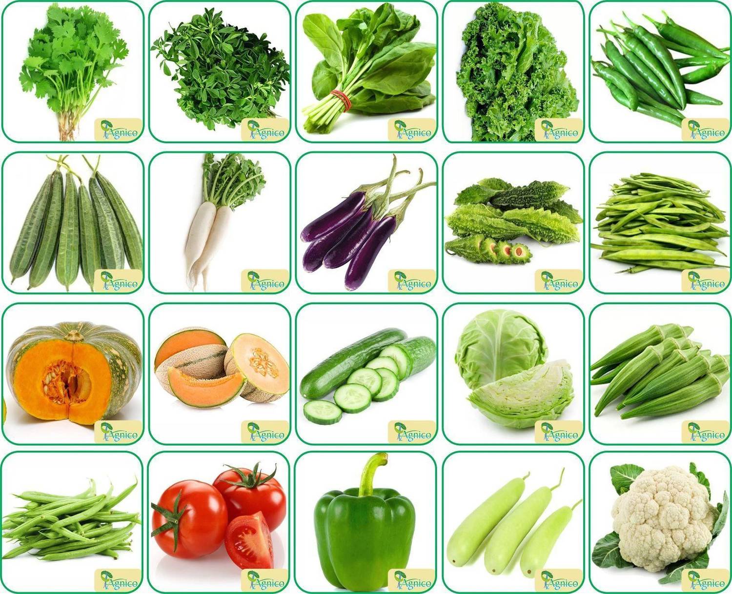 Agnico Agnico 20 Varieties of Vegetable Seeds 1520+ Germination Seeds For Your Garden With Instruction Manual Seed