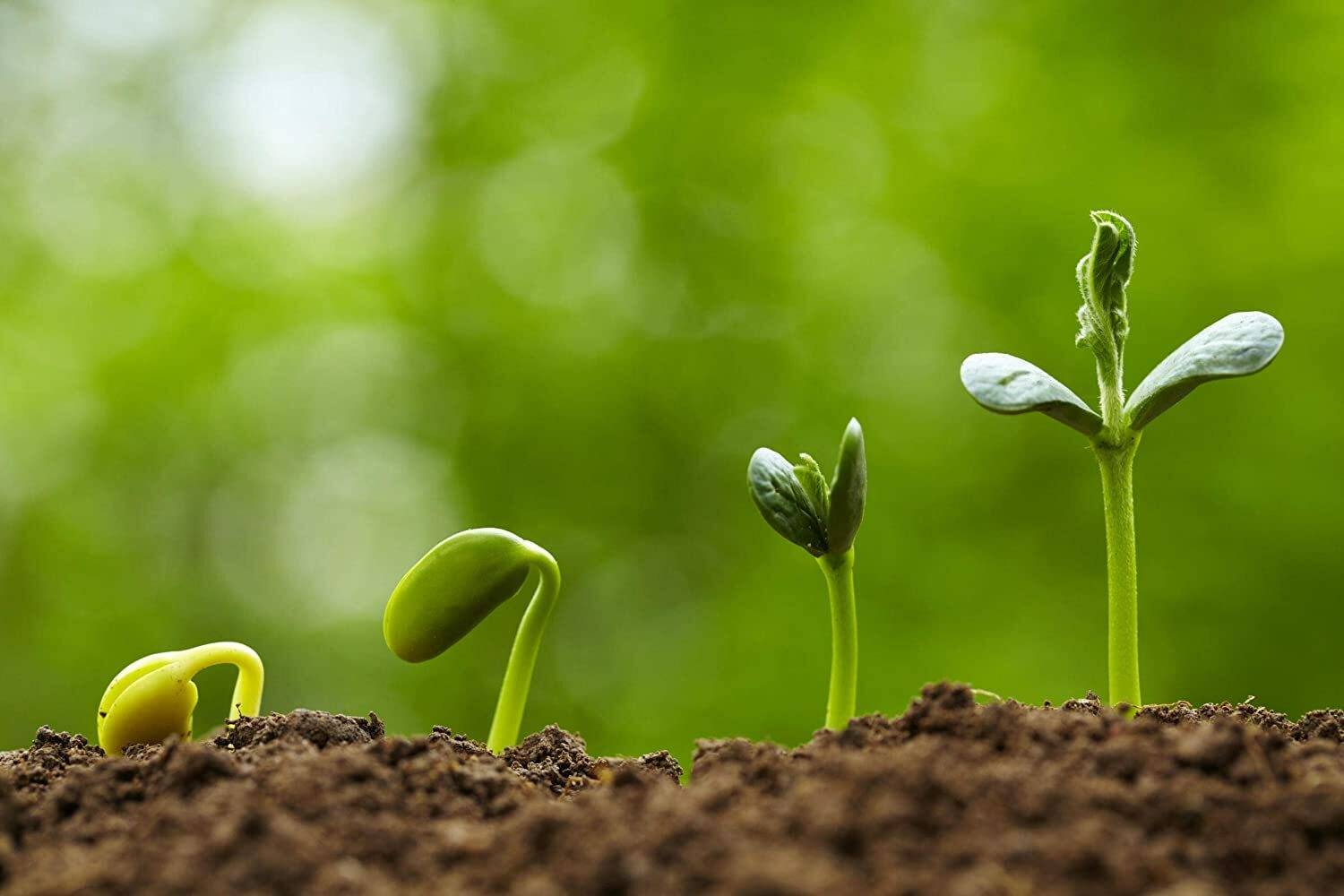 WILLVINE F1 Hybrid Thyme Seeds for Planting Seed Price in India
