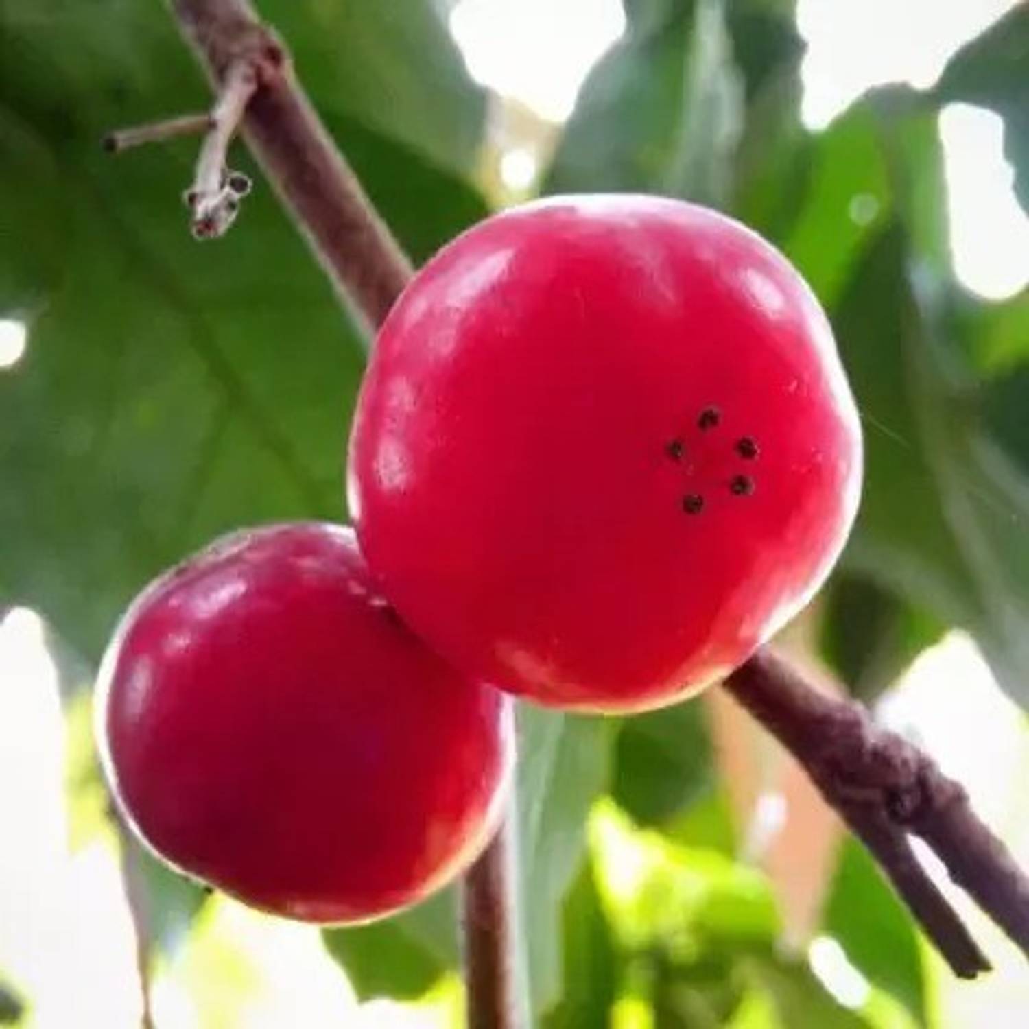 Aro Cherry, Sweet Cherry Seed Price in India - Buy Aro Cherry