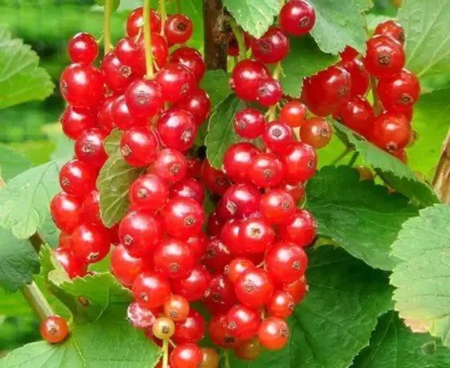 Aro Cherry, Sweet Cherry Seed Price in India - Buy Aro Cherry