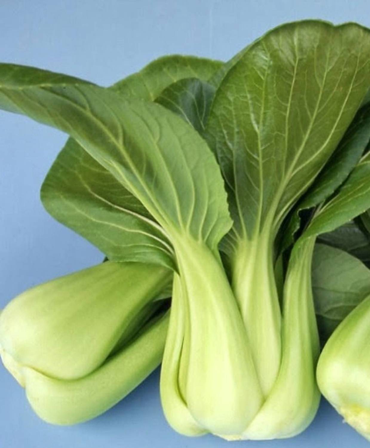 Farmonix Choko Baby Pak choi Seed