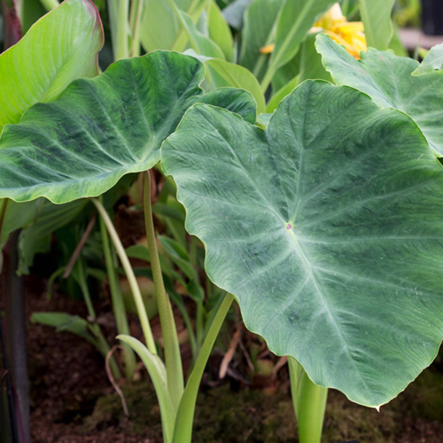 タラ子 SREE Taro Root,Kachu Seed Price in India - Buy SREE Taro Root