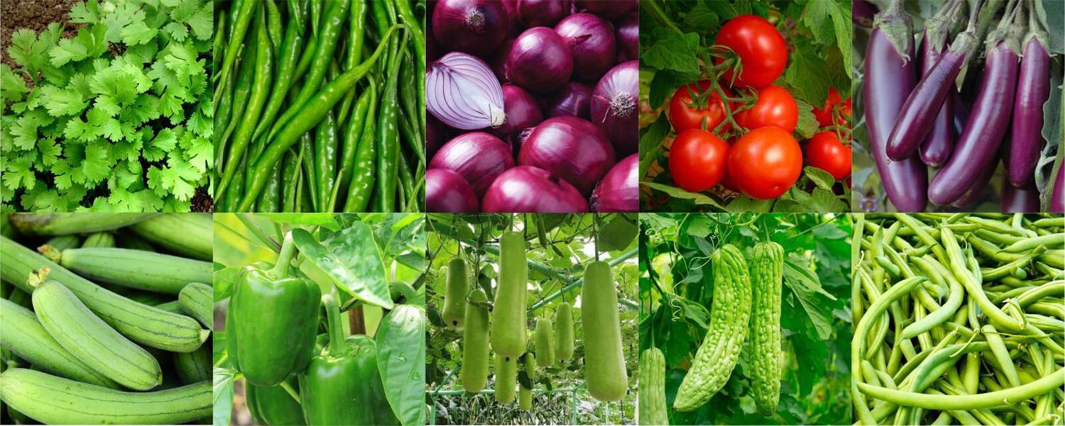 Agnico Agnico 10 Variety Of Vegetable Seeds Combo Pack With Instruction Manual.… Seed