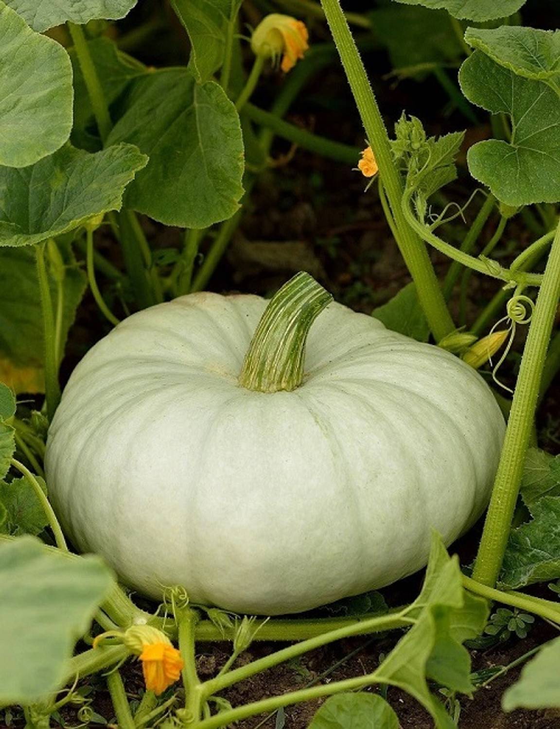 30-pumkin3-arshiayat-original-