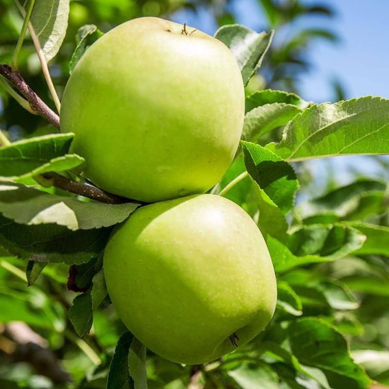 ACMS GREEN APPLE KASHMIRI SEEDS FOR HOME AND GARDEN Seed