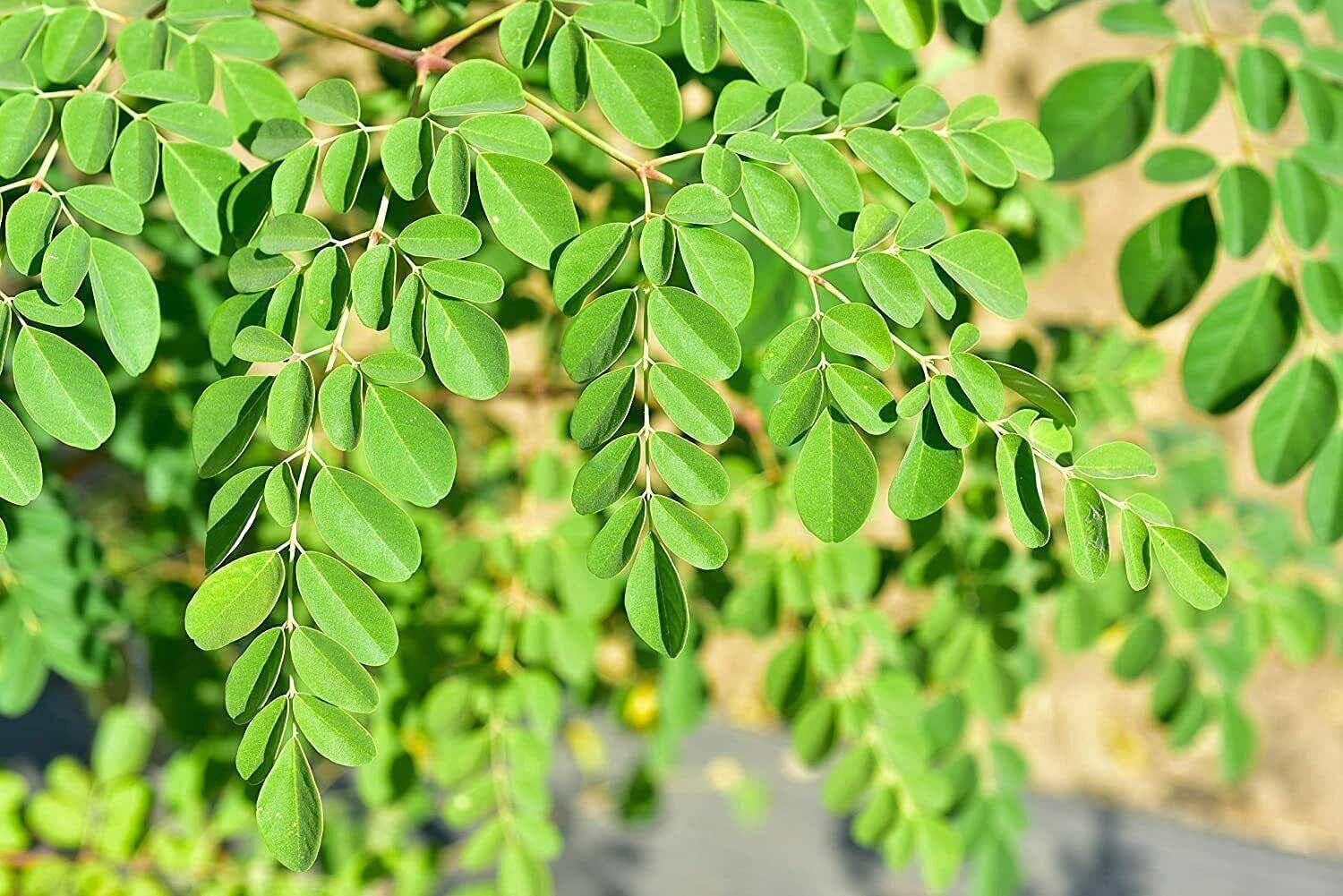 100-vmr-122-drumstick-moringa-