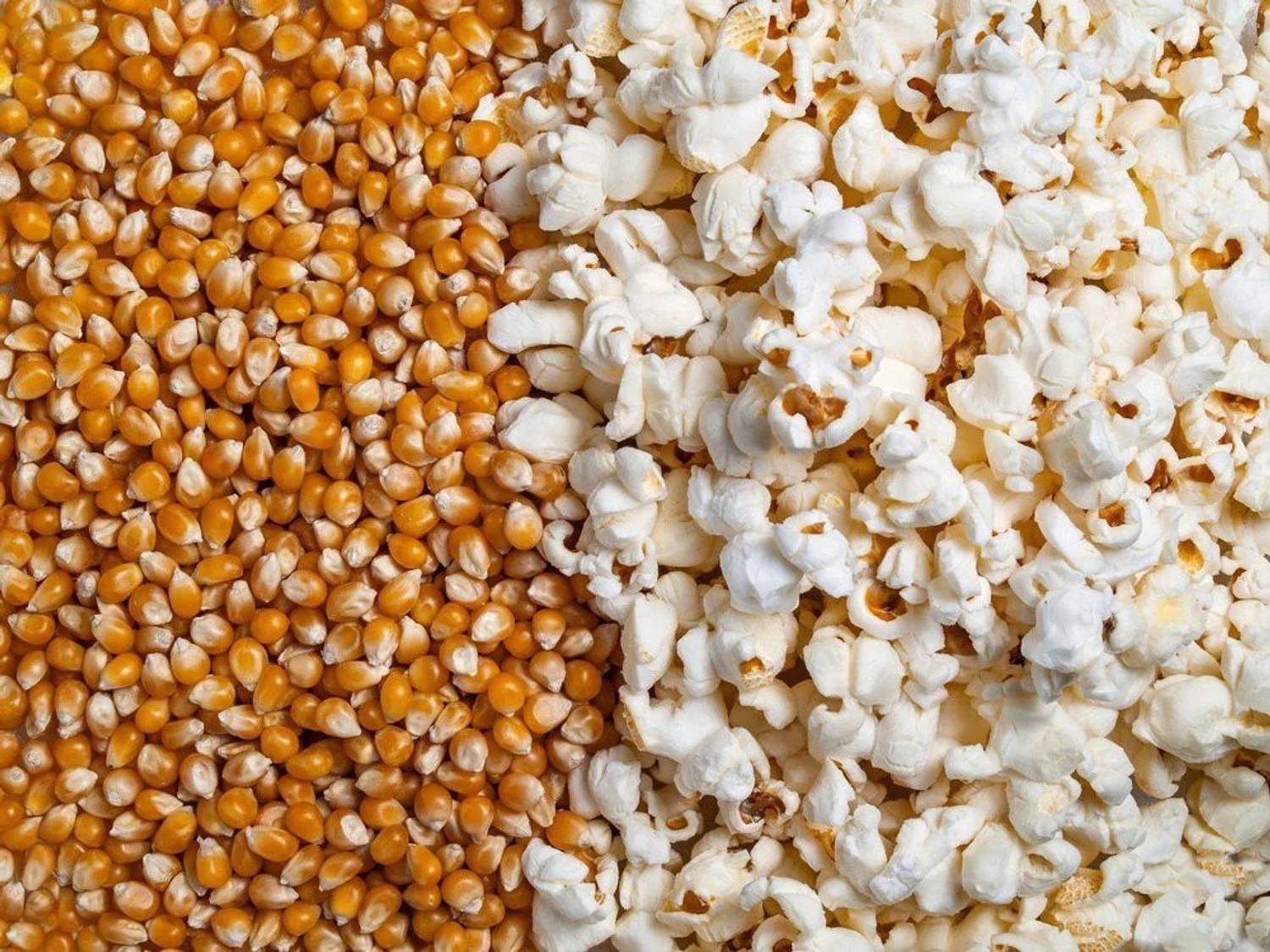 Aapkidukan popcorn kernels(Maize) - 100gm Popcorn