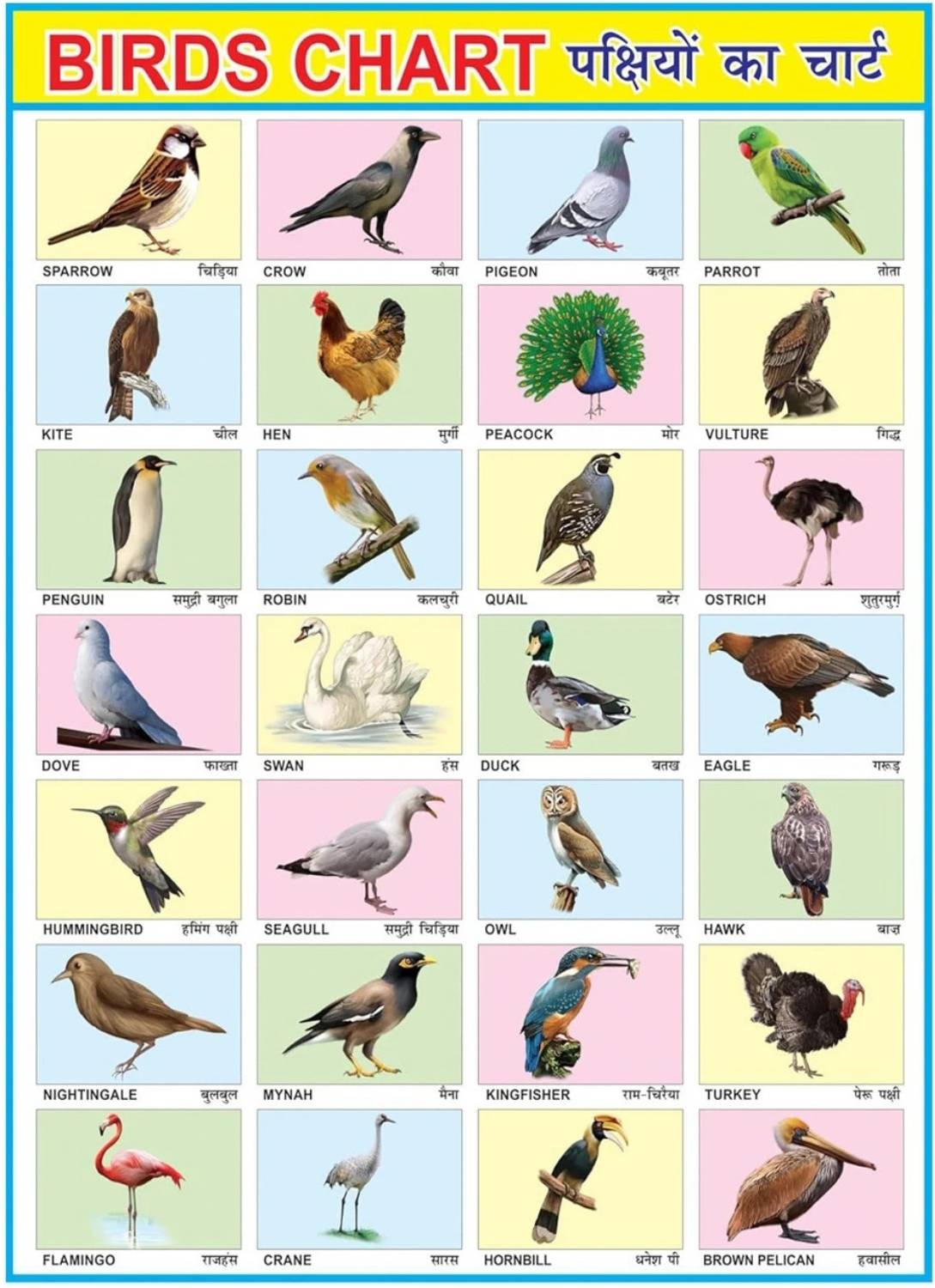 Birds Chart for Kids, Early Learning Educational Wall Chart for Children 30 x 20 Inch Laminated, Non Tearable Waterproof Wall Pasting Chart Canvas Art