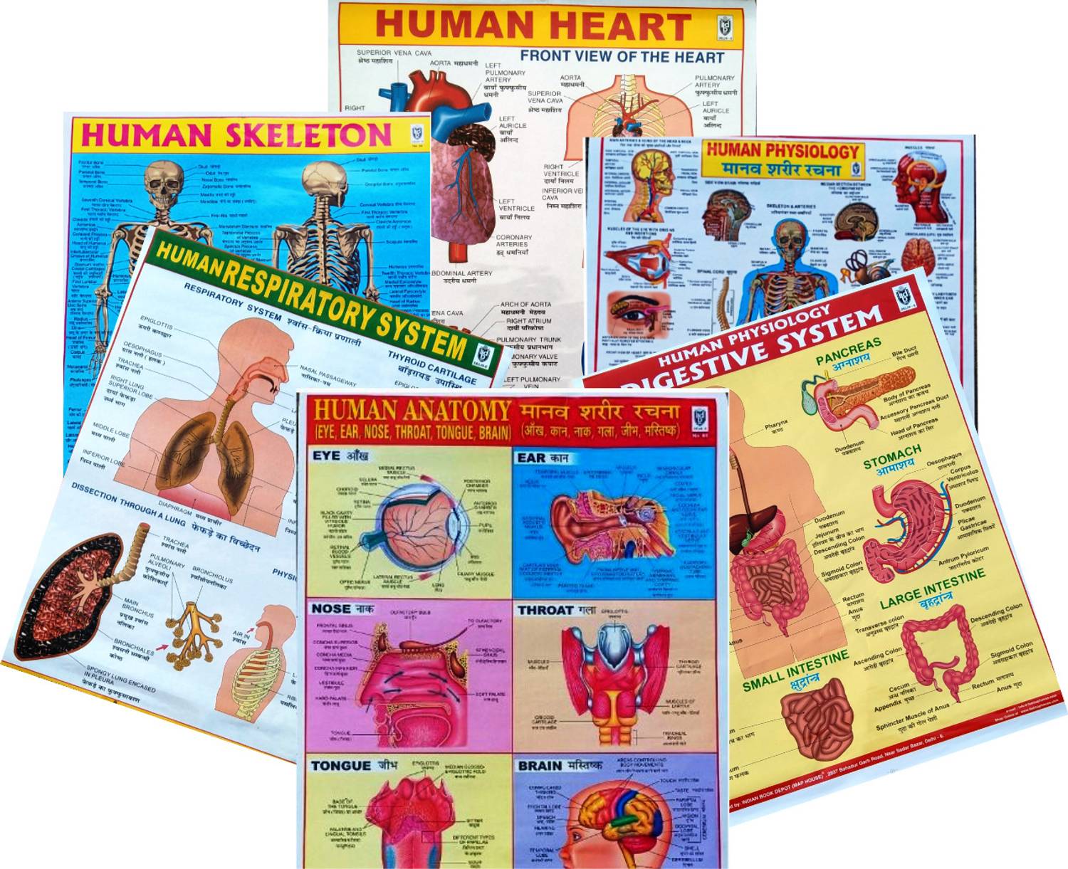 "6 Combo Pack of Human Physiology, Human Anatomy, Respiratory System, Digestive System, Skeletal System & Human Heart Wall Charts - Educational Posters for Students & Teachers" Photographic Paper