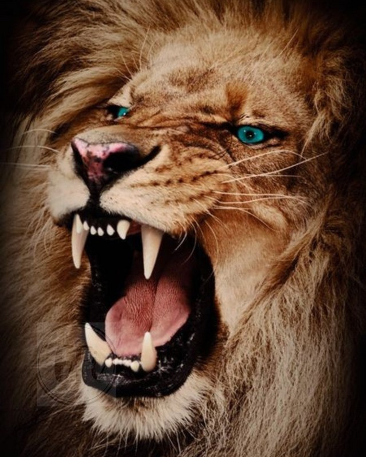 Lion Poster | Animal Posters for Room | Unframed | With Self