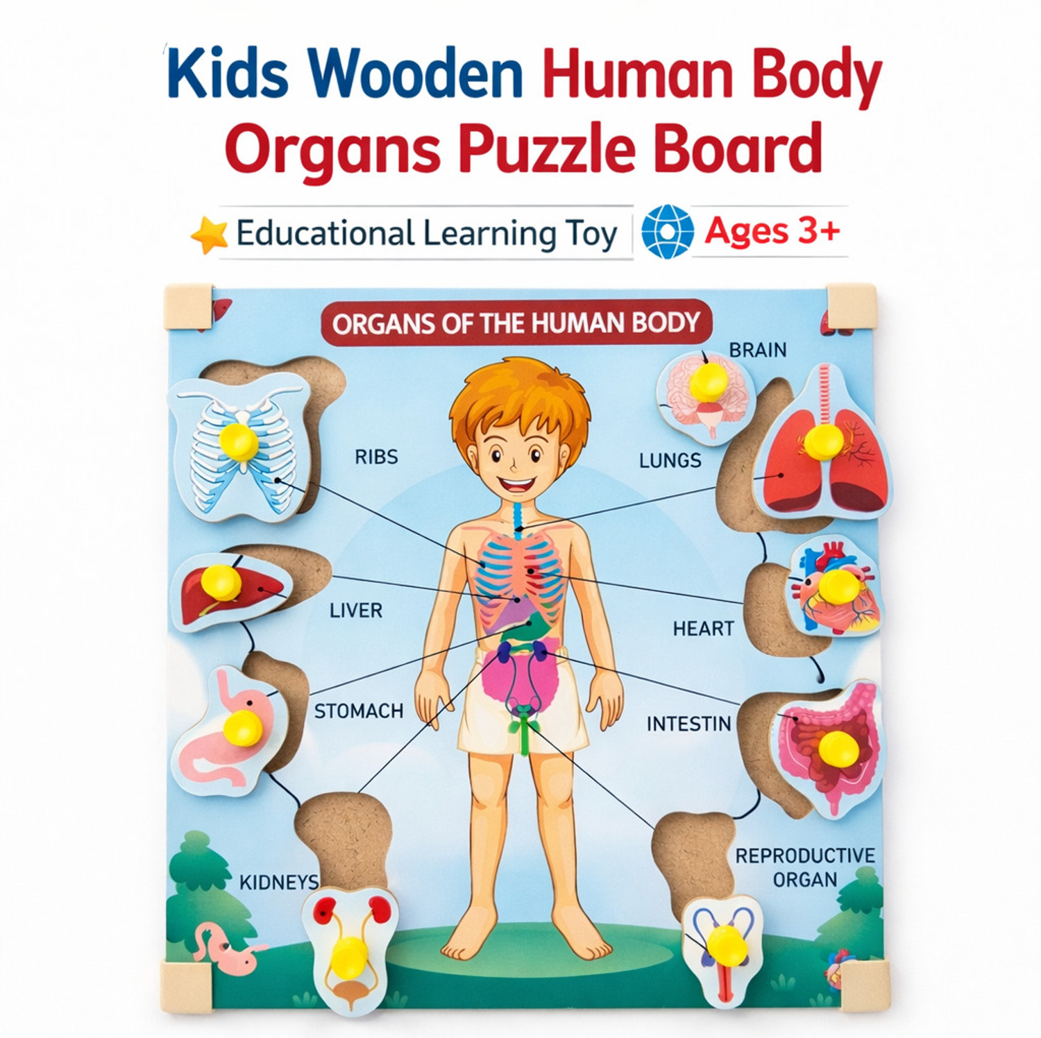Image of Alafi Wooden Human Body Parts & Organs Puzzle Toy for Kids