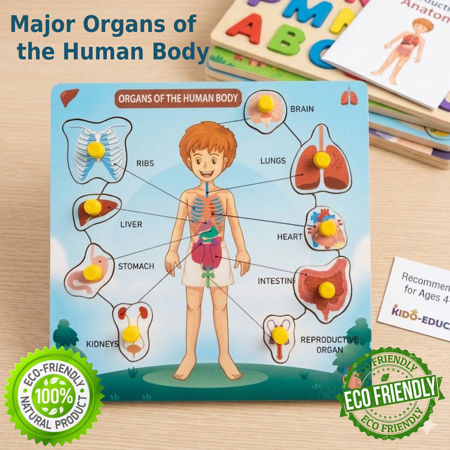 Image of Alafi Wooden Human Body Parts & Organs Puzzle Toy for Kids