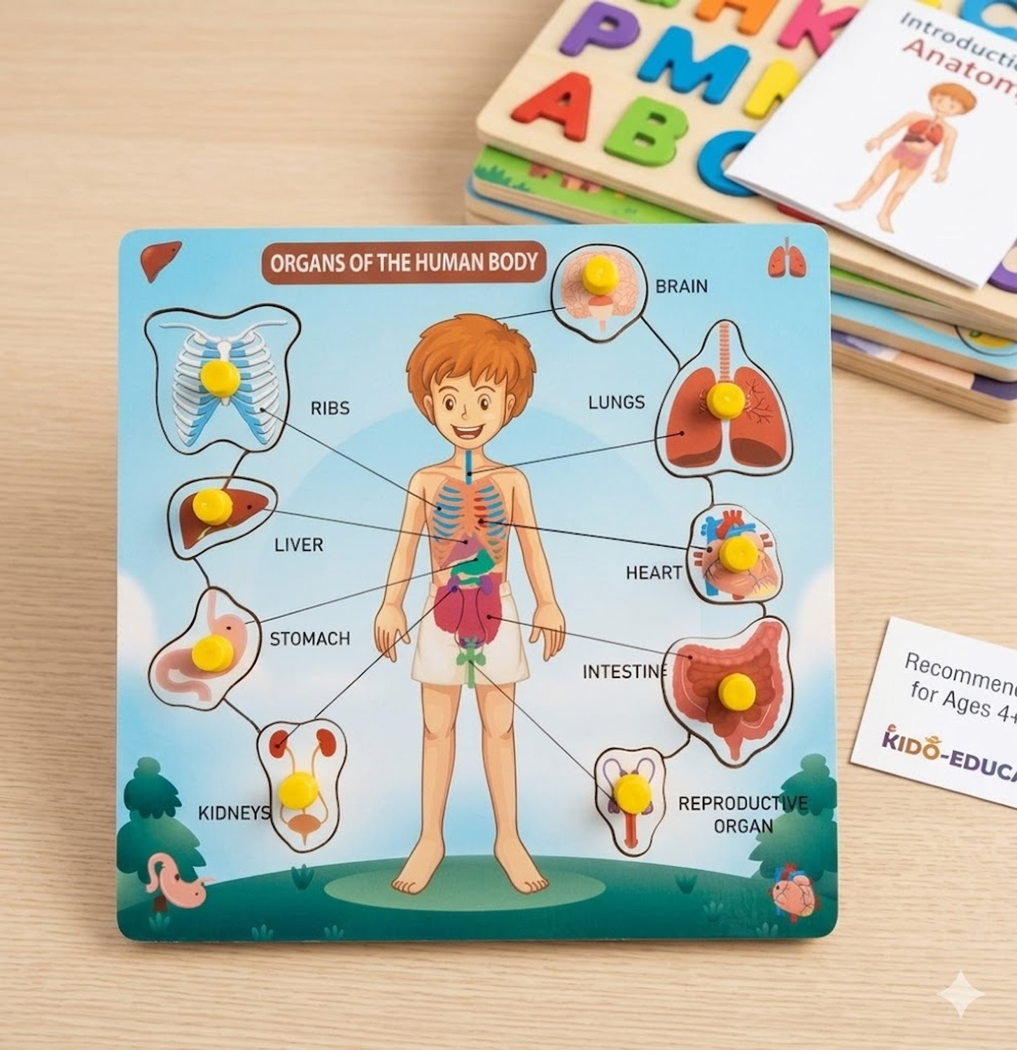 Image of Alafi Wooden Human Body Parts & Organs Puzzle Toy for Kids