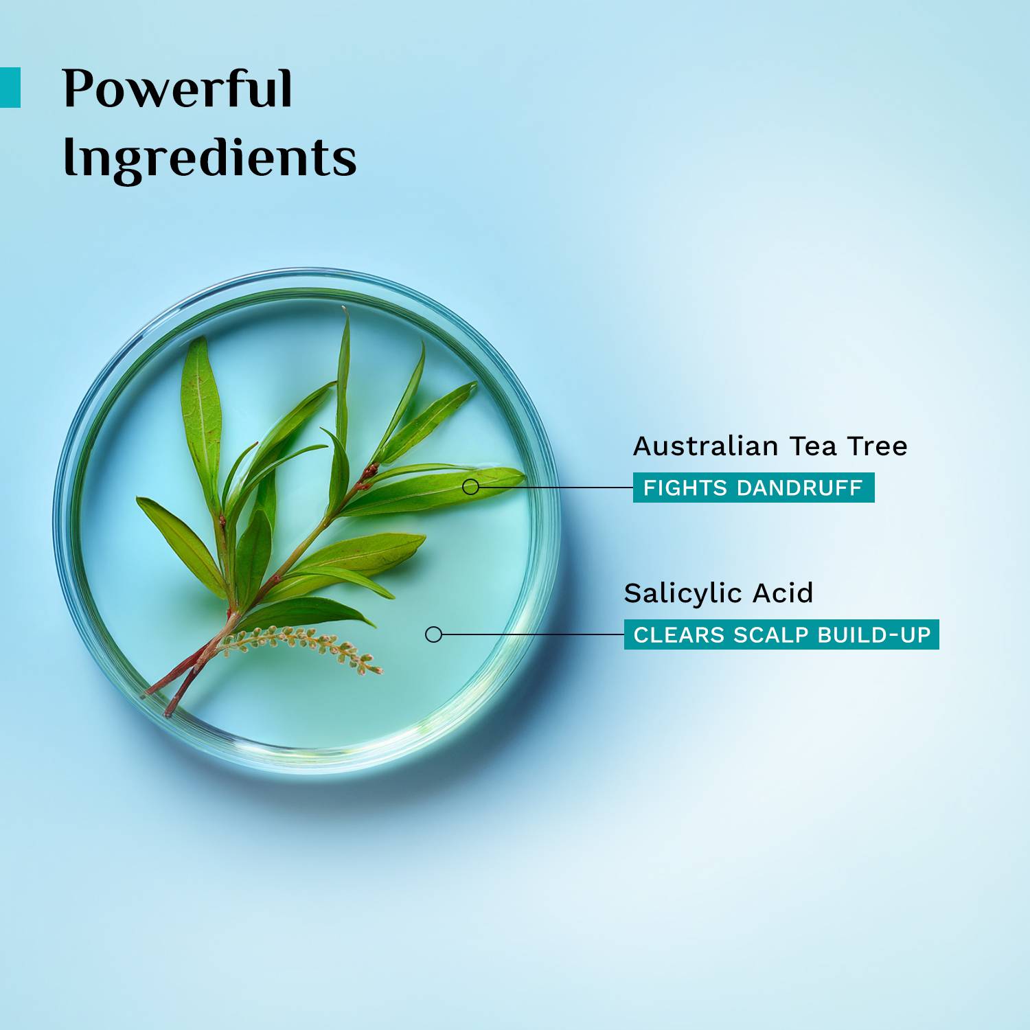 Pilgrim Australian Tea Tree Anti-Dandruff Conditioner - Image 4