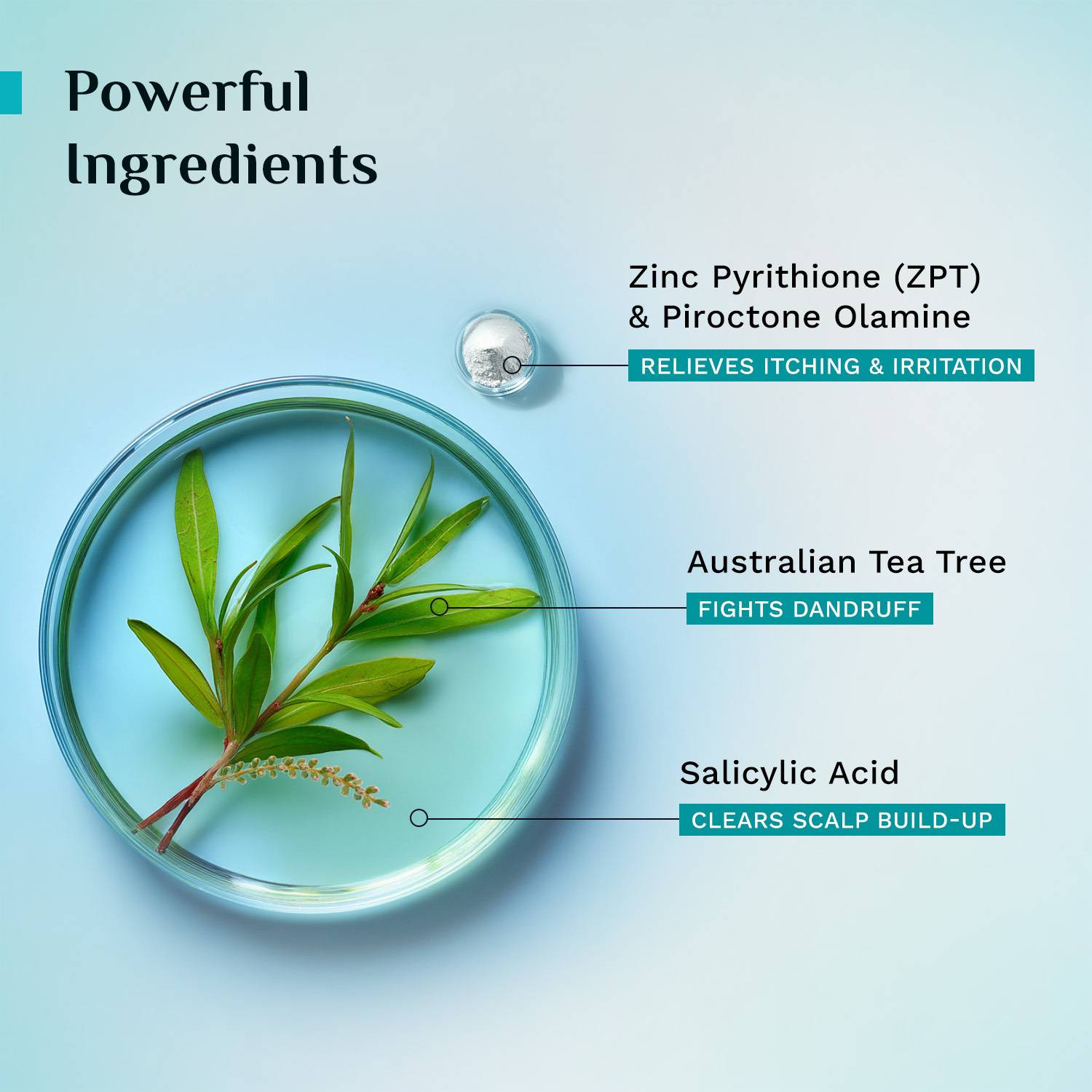 Pilgrim Australian Tea Tree Hair Shampoo for Dandruff - Image 3