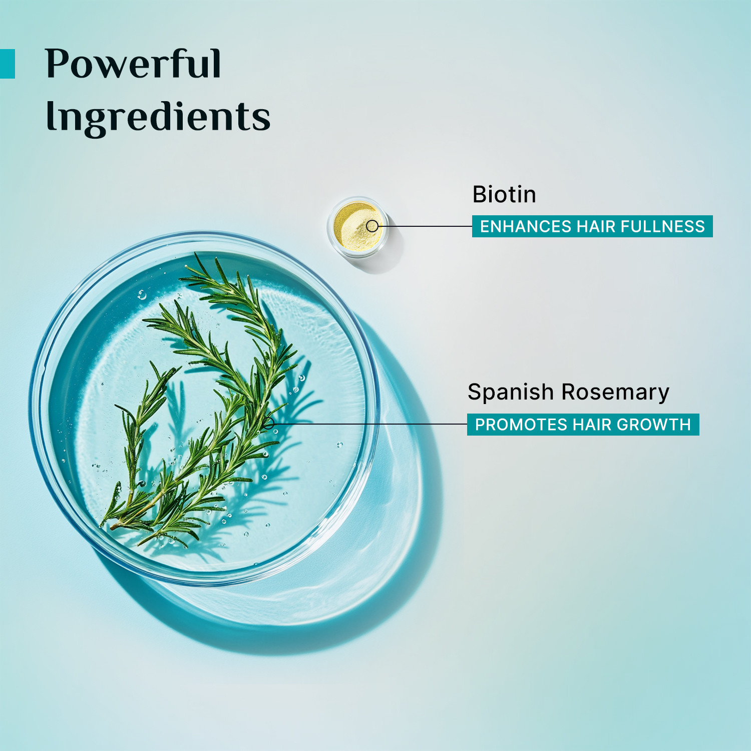 Image of Pilgrim Spanish Rosemary & Biotin Anti-Hair fall Shampoo and Conditioner