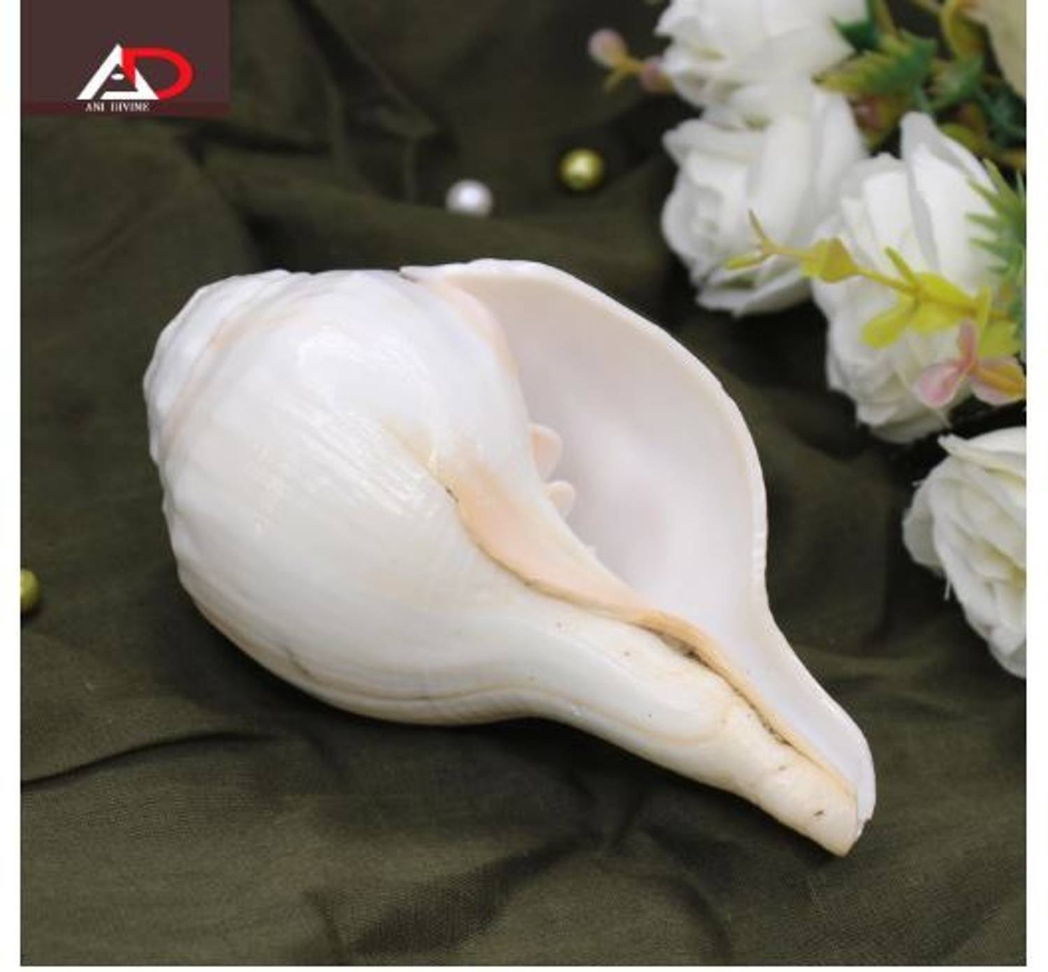 ANI DIVINE Blowing Shankh -Shankh - Bajnewala - Puja shankh - Original White Blowing Shankh