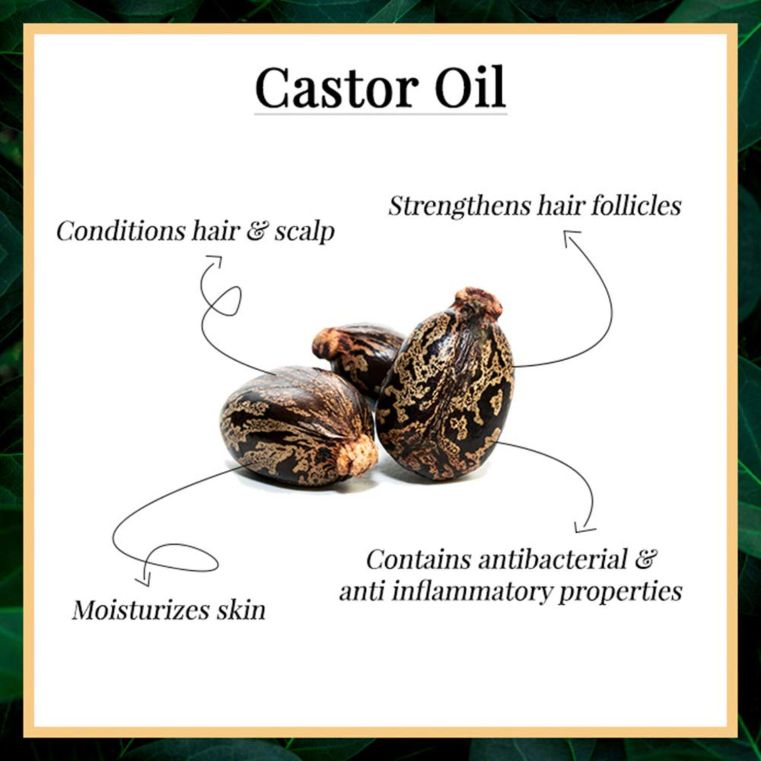 Image of Zorg Organics Cold-Pressed 100% Pure Castor Oil For Hair and Skin - Pack of 2 Hair Oil (1000 ml)