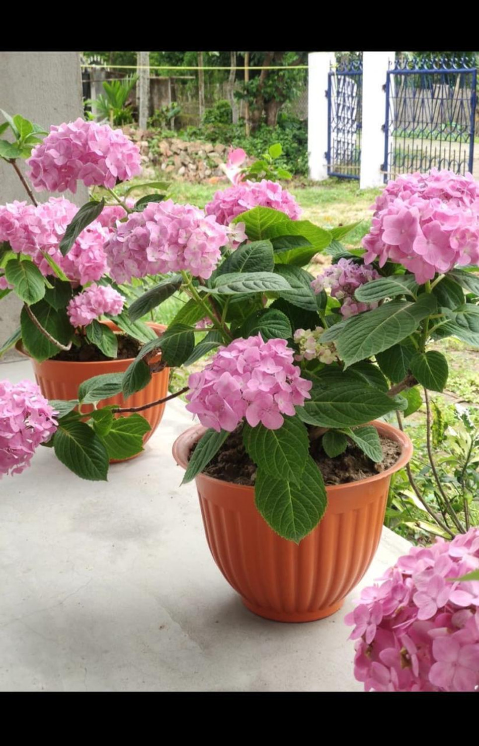 Image of Picvel Stylish Gardening Planter Indoor Outdoor Home Office Planter Flower Pots Plant Container Set