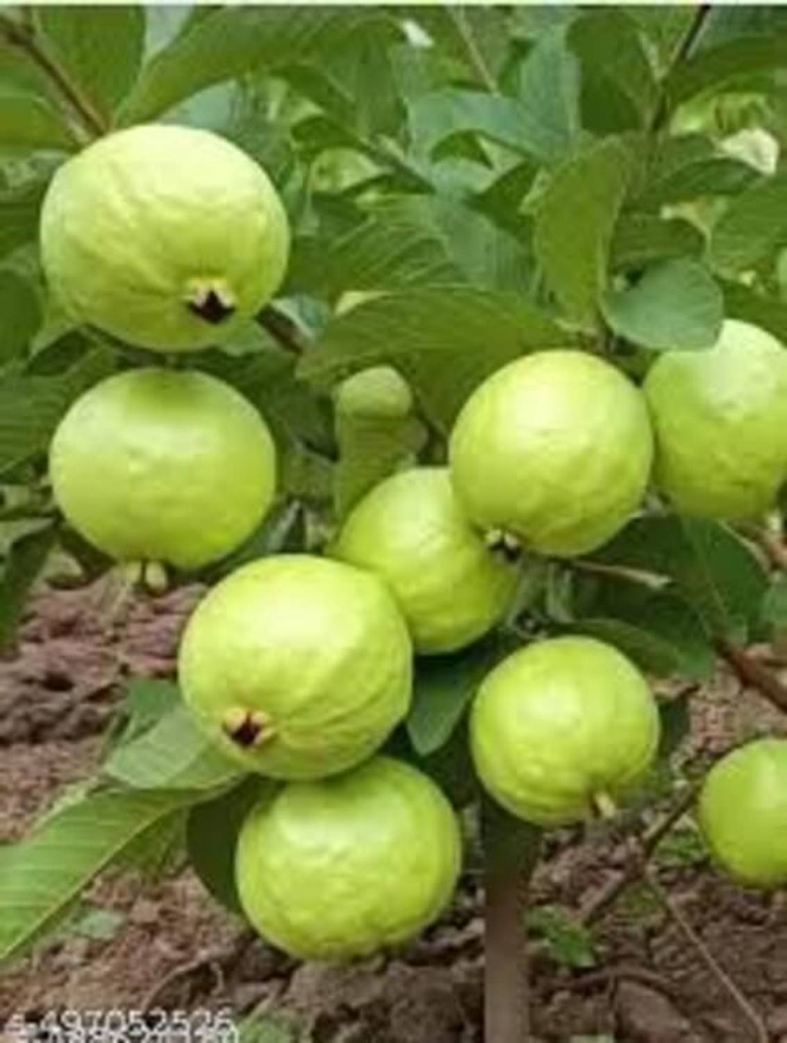 BloomShadow Guava Plant sapling