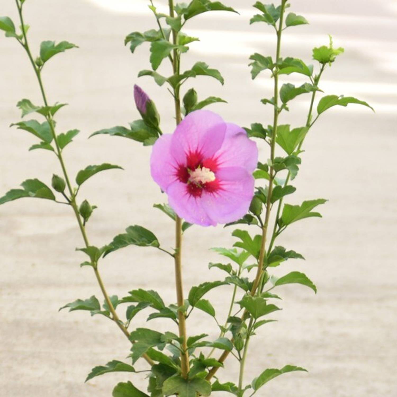 BHAJANLAL GREENERY Hibiscus Plant sapling