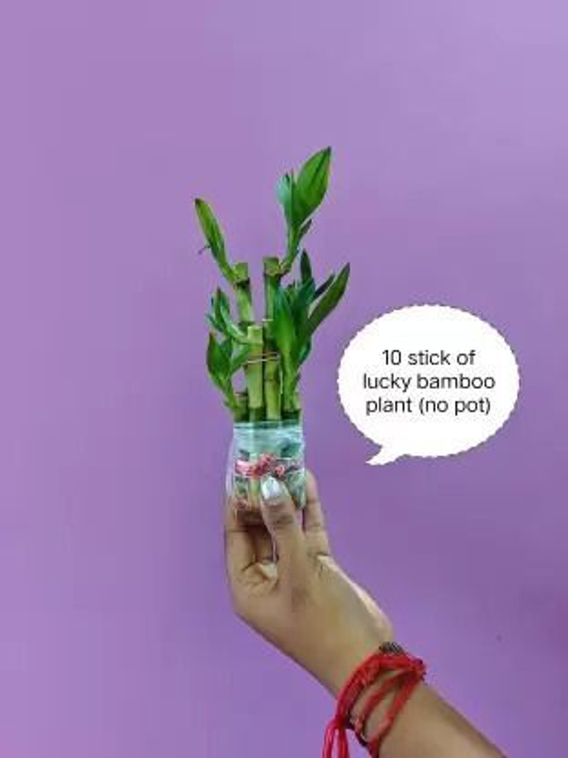 Image of PetalPath Two Layer Bamboo Plant