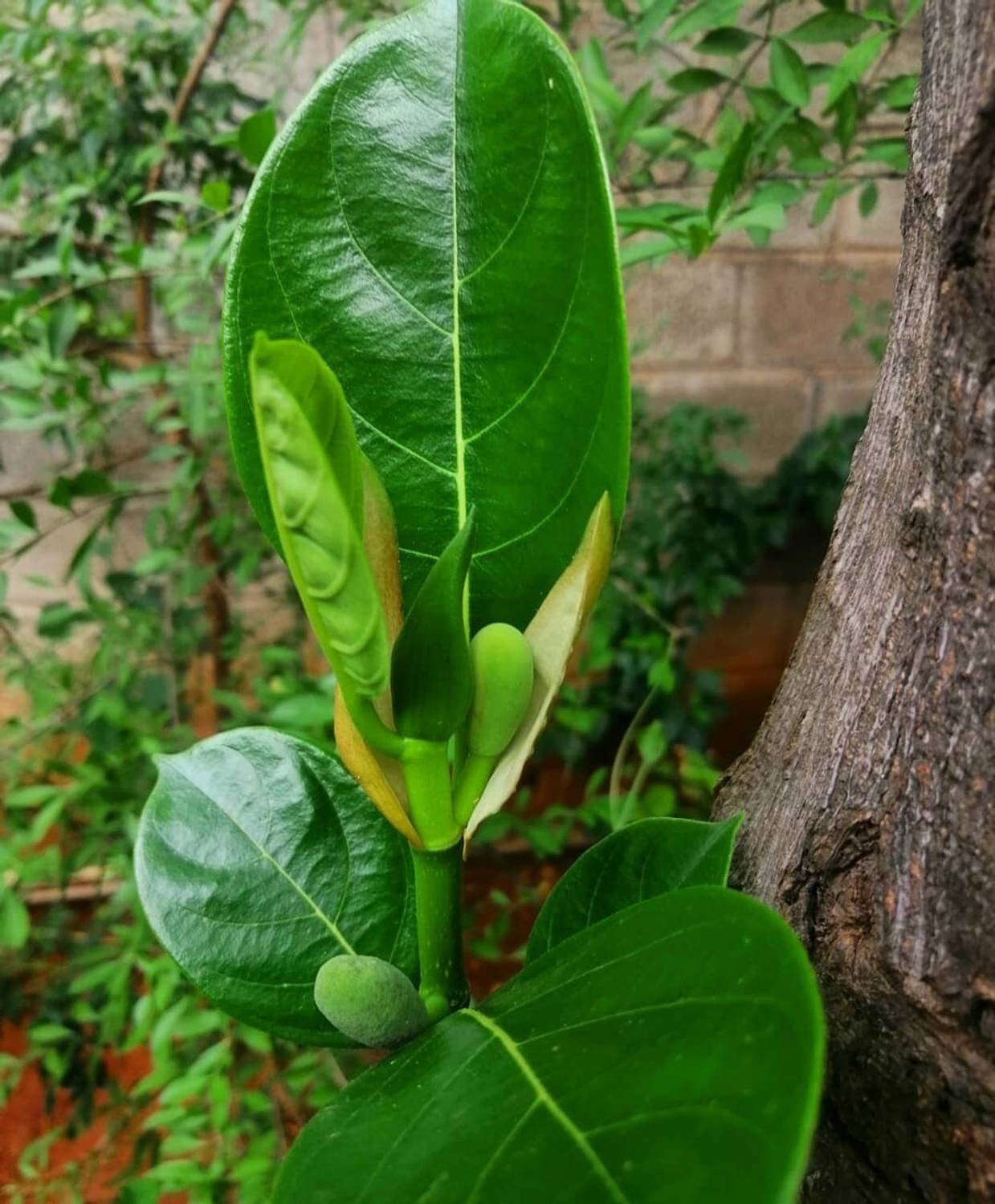greenhousestore Jackfruit Plant Price in India - Buy