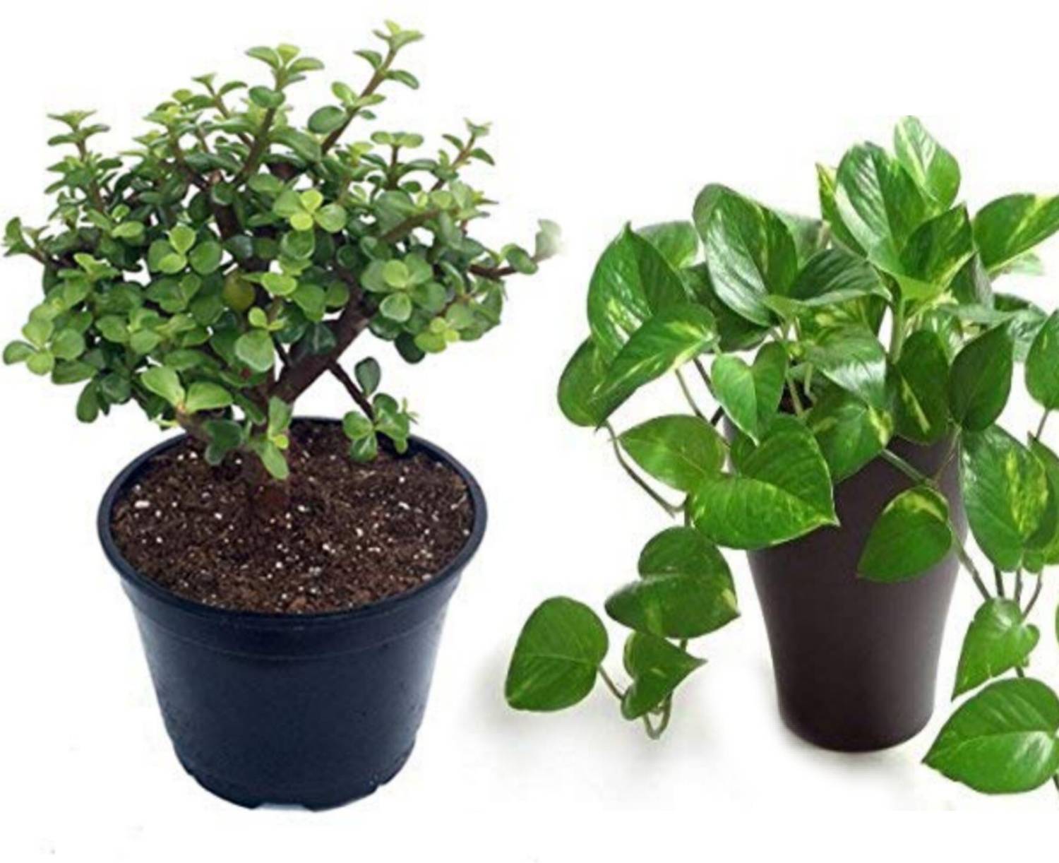 AloGardening Money Plant sapling