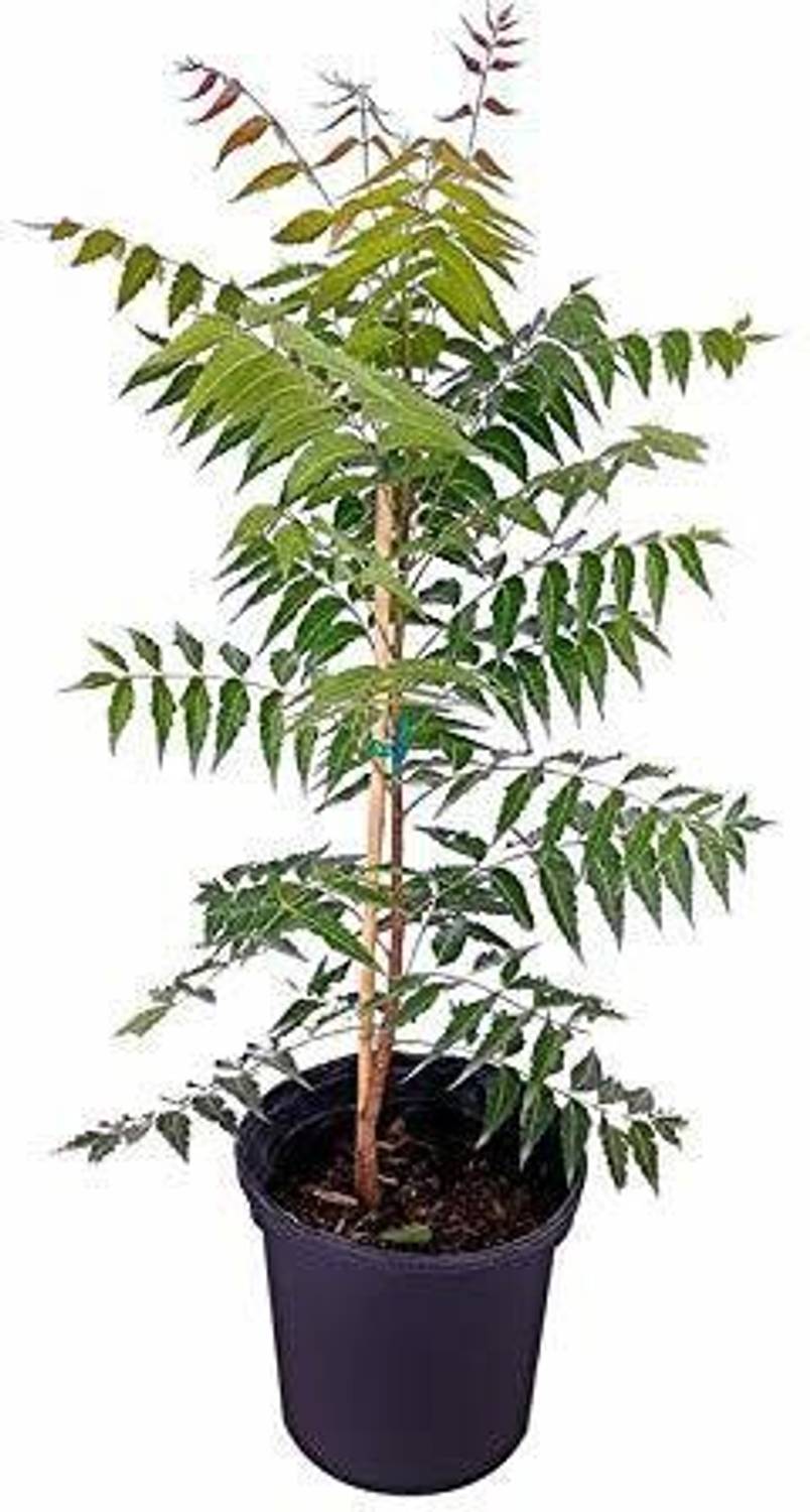 BloomShadow Neem Plant sapling