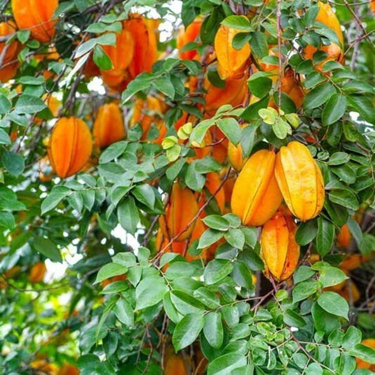Agacha Star Fruit Carambola Grafted Plant sapling