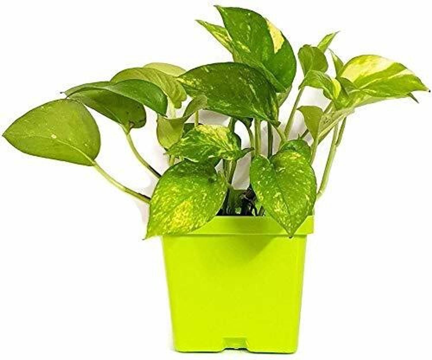 Agroo Liv Money Plant  sapling