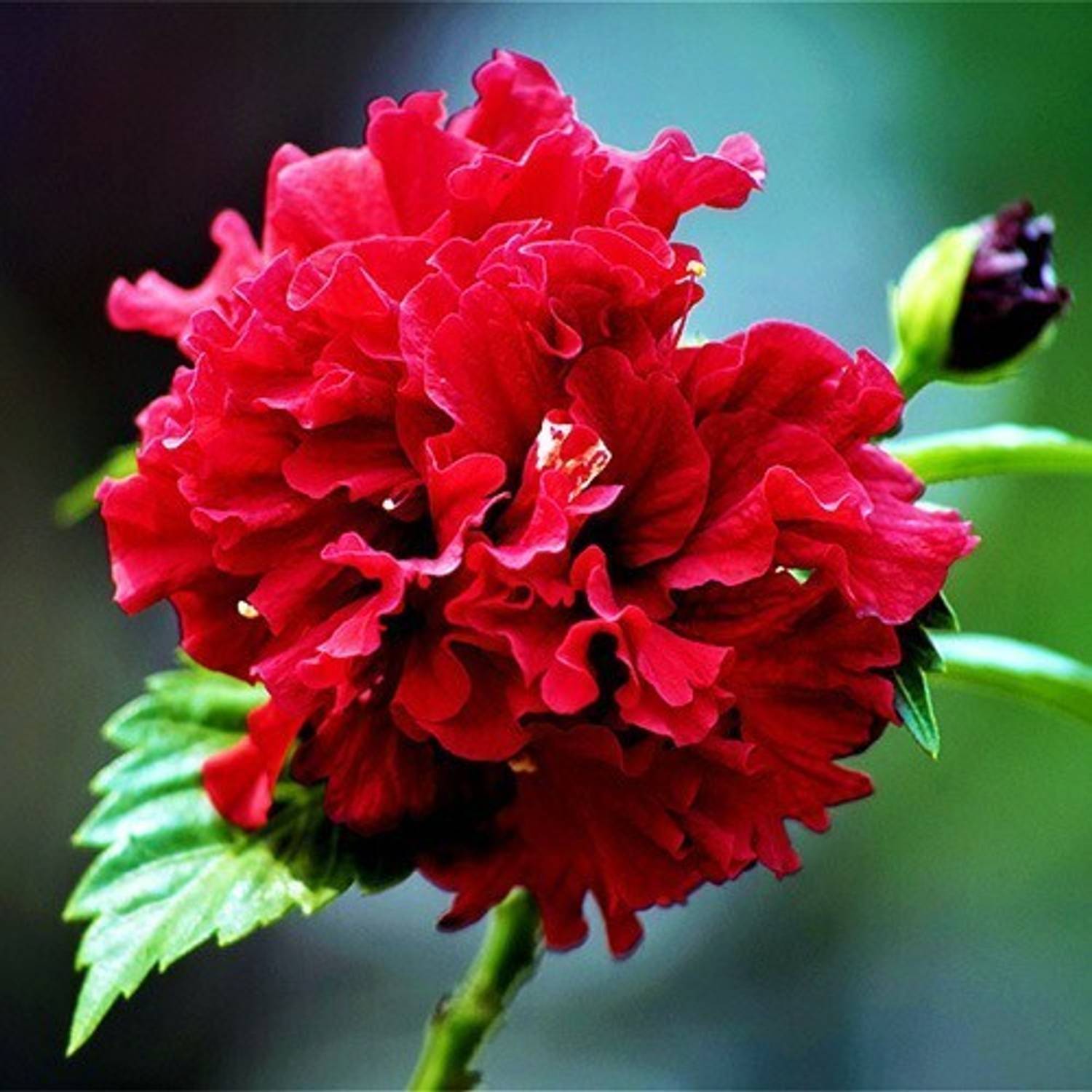 ANUSHKA GREEN BLISS Hibiscus Gudhal Flower Plant sapling
