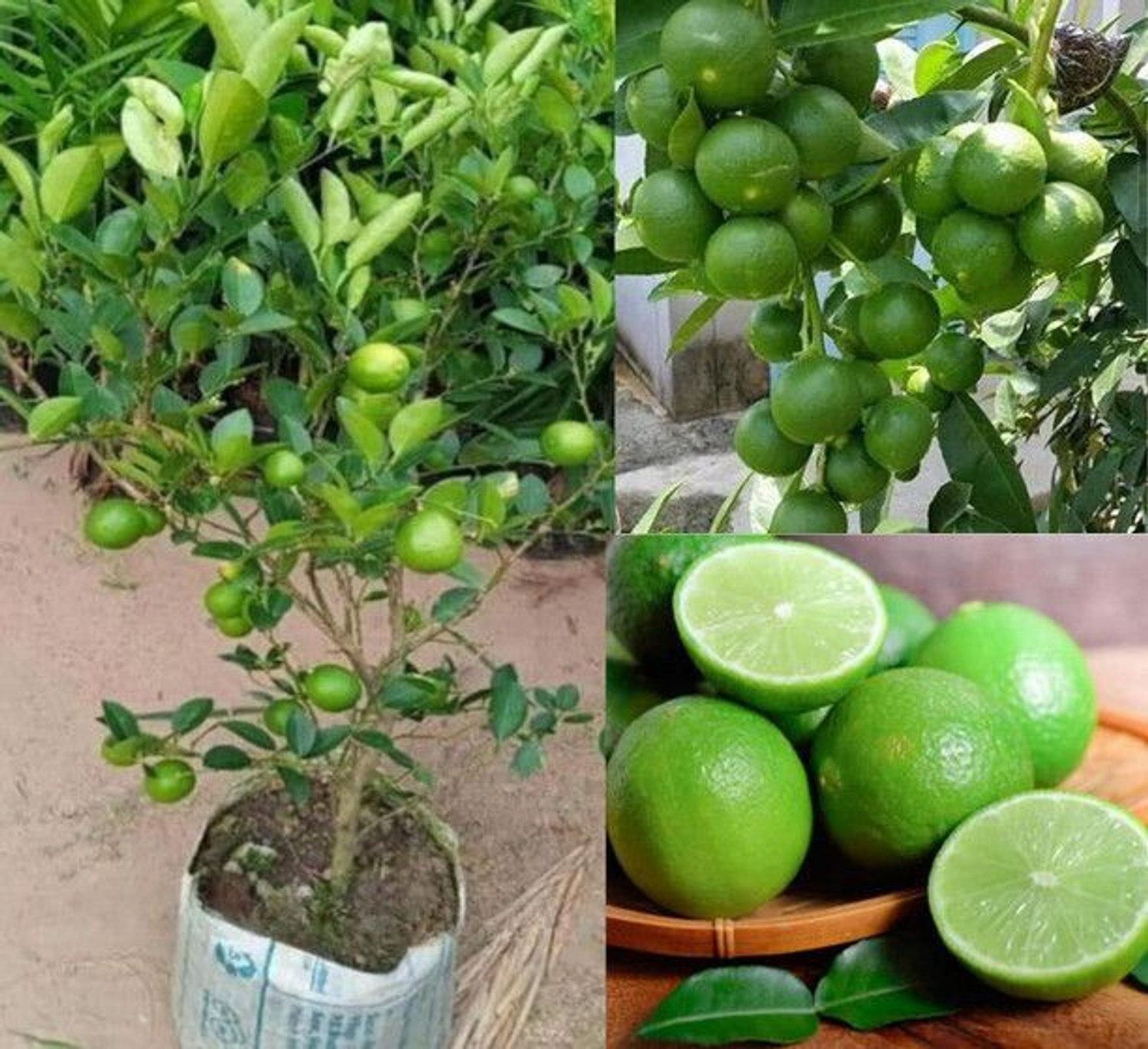 Image of BloomShadow Lemon Plant sapling