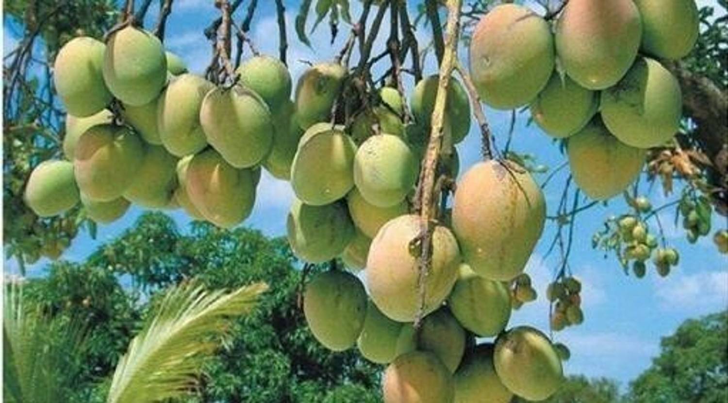amrapali Mango Plant sapling