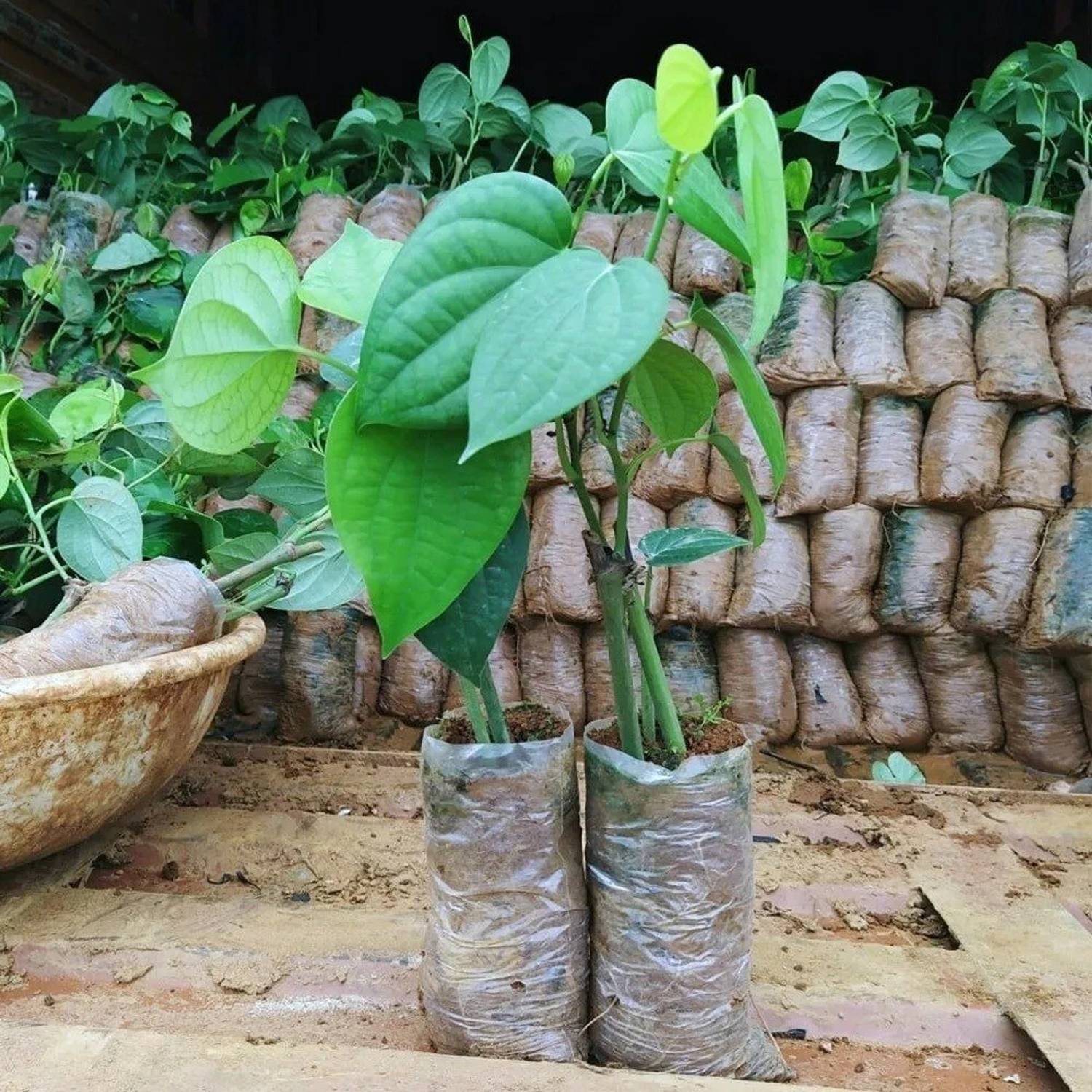 AquinnahGaden Black Pepper Plant  sapling