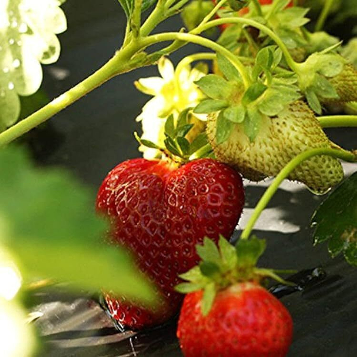 Image of Wrenna Strawberry Plant