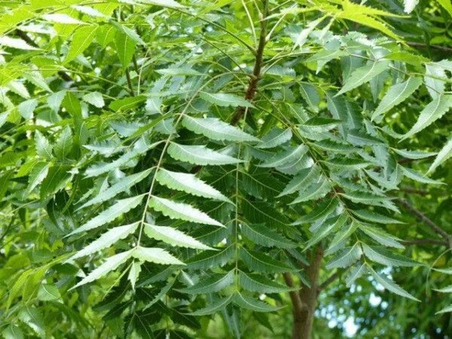 Aclipastal Neem Plant sapling