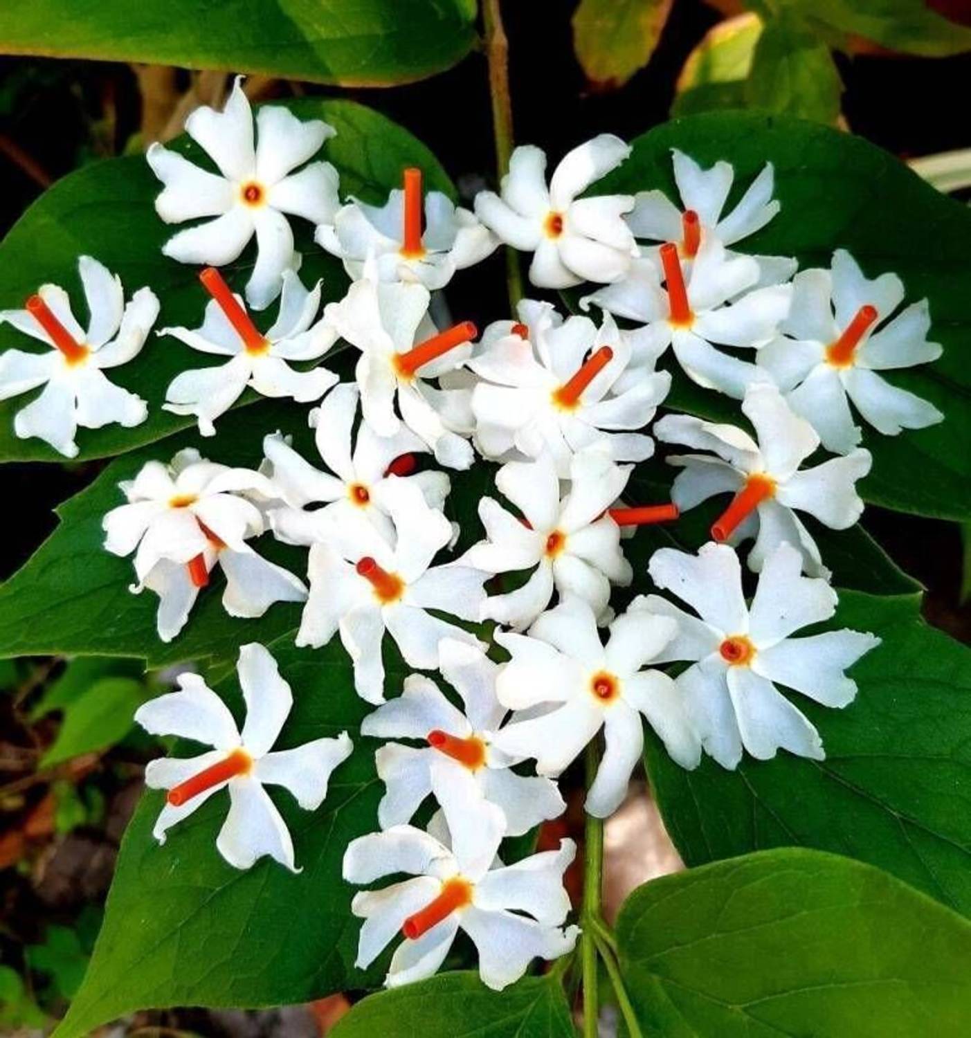 Aclipastal Parijat/Harsingar Plant  sapling